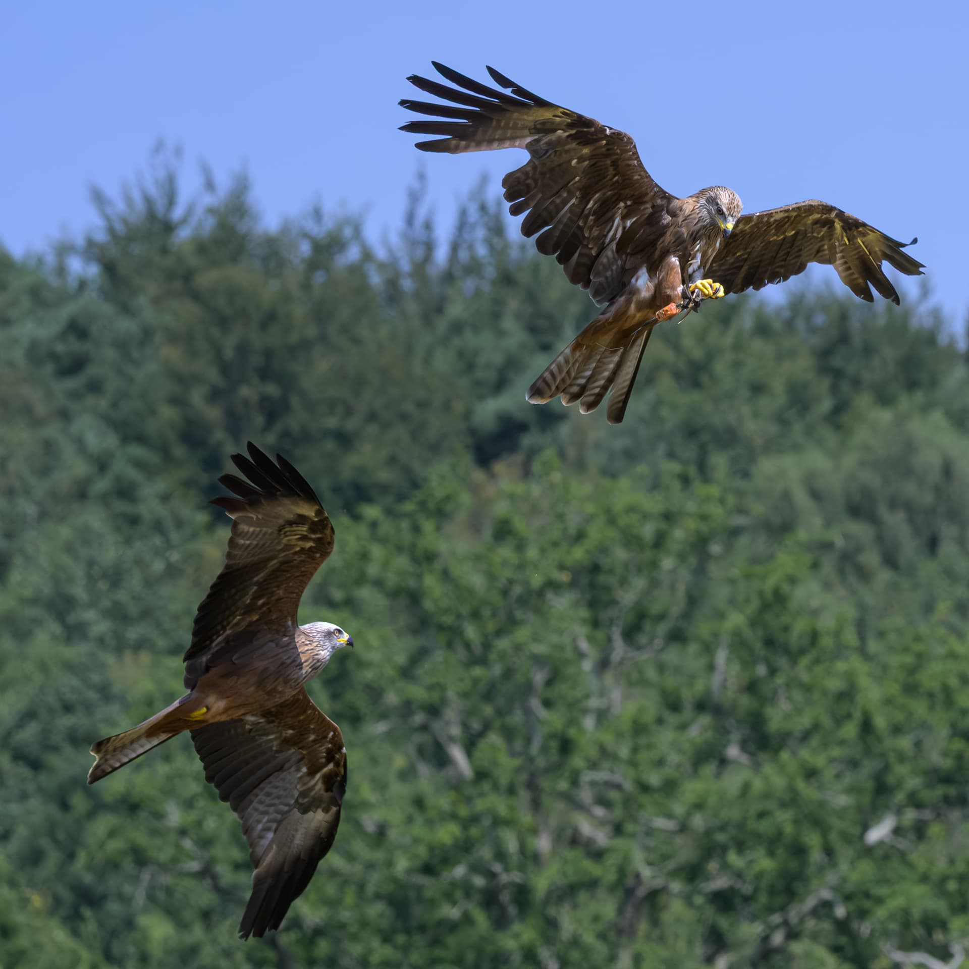 Birds wildlife photography