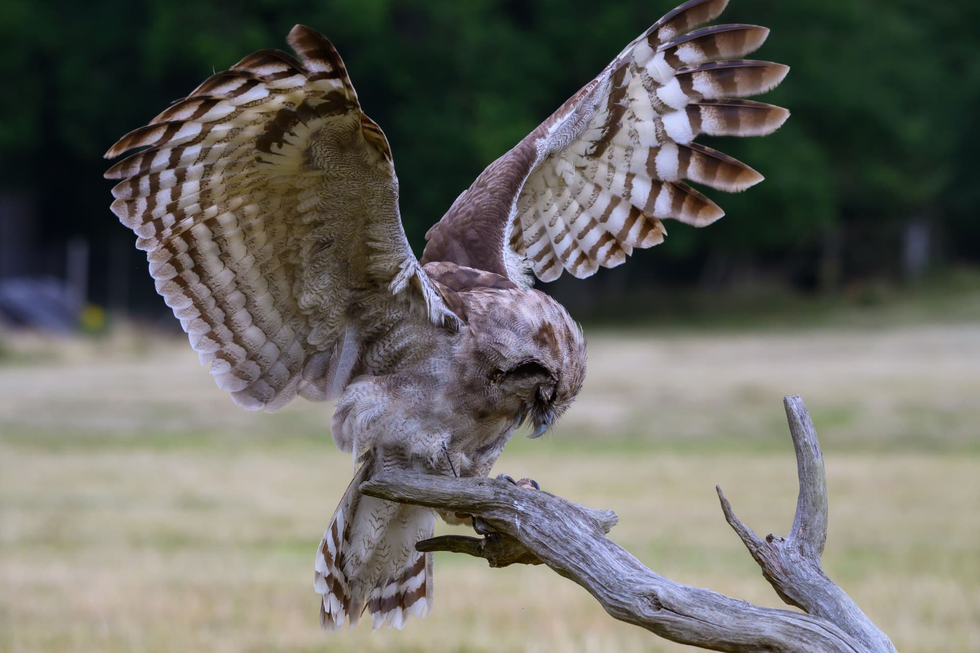 Birds wildlife photography