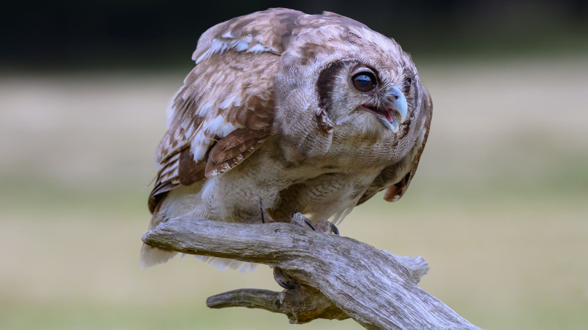 Birds wildlife photography
