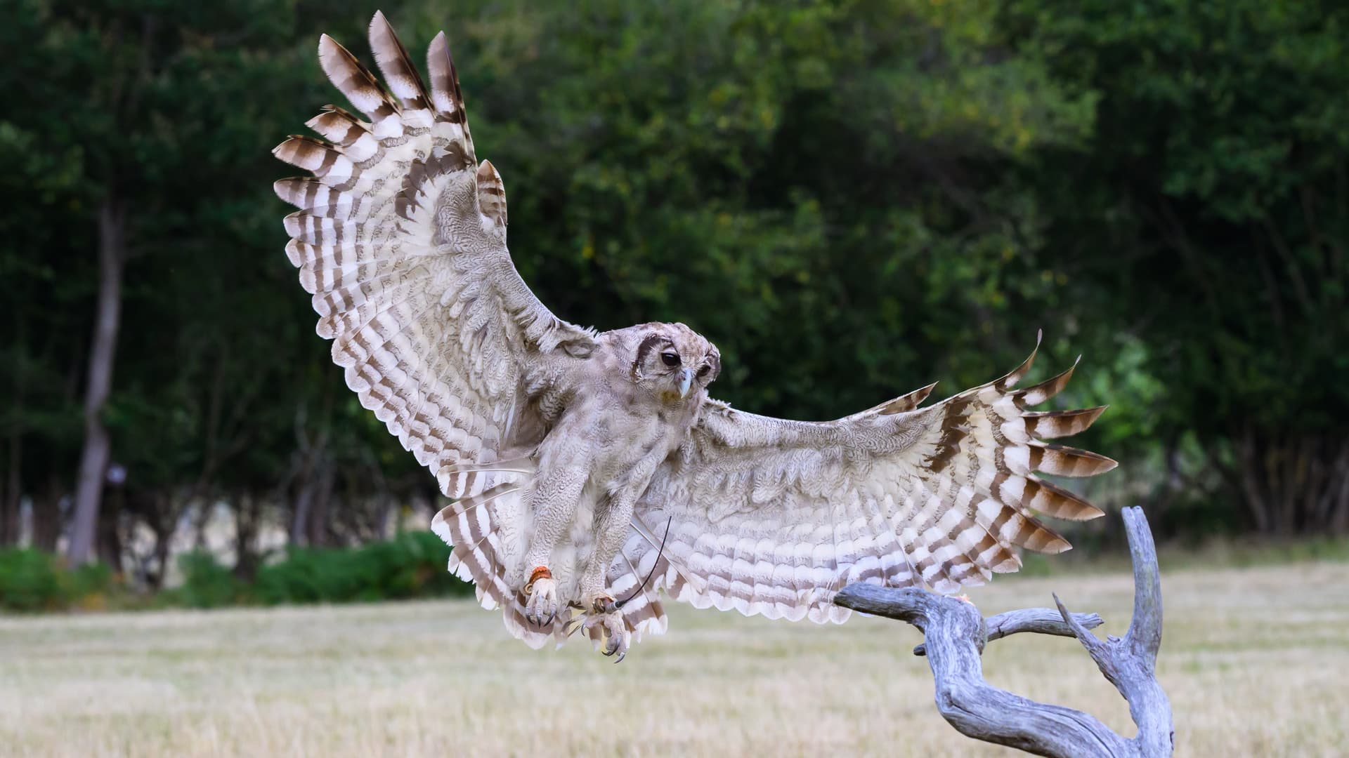Birds wildlife photography