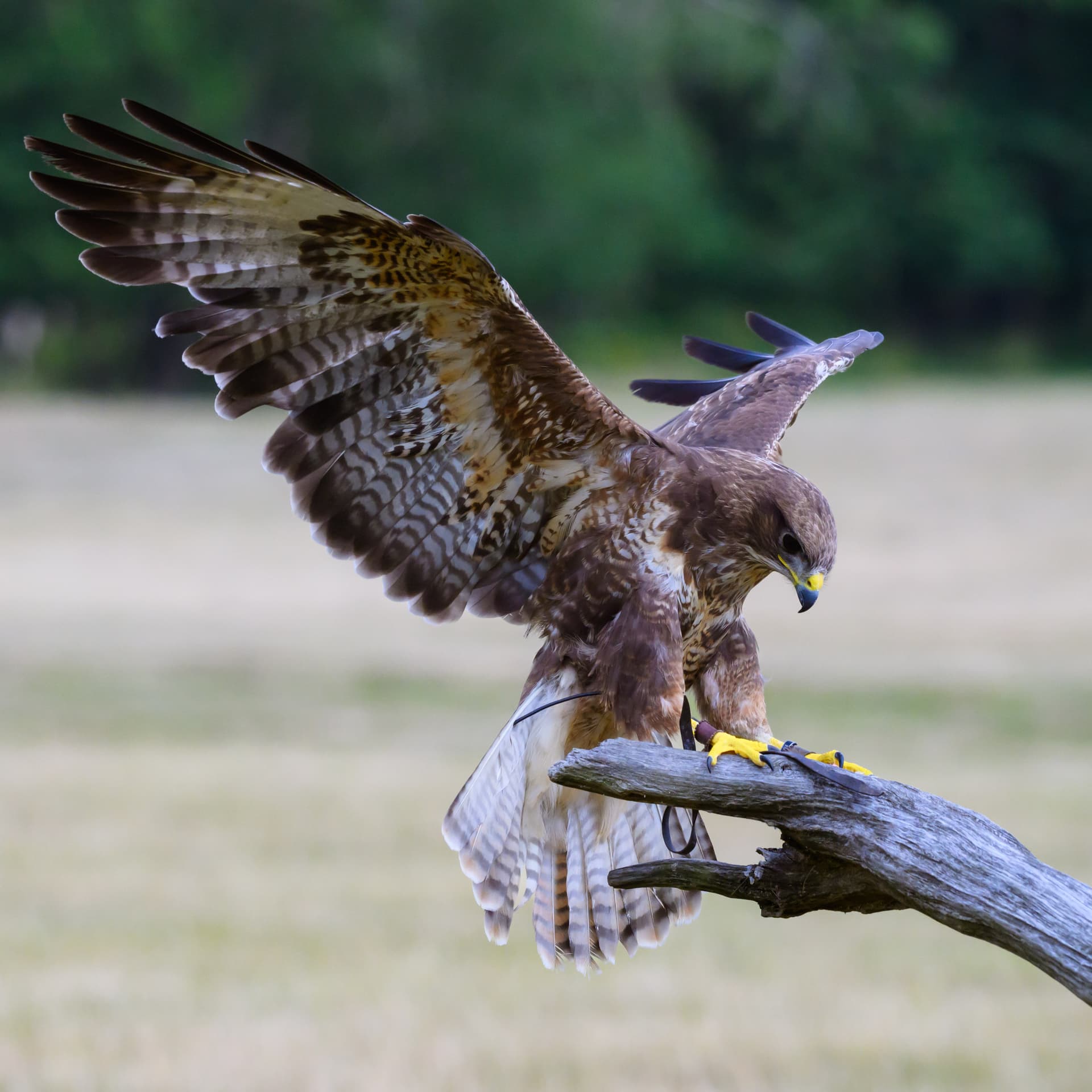 Birds wildlife photography