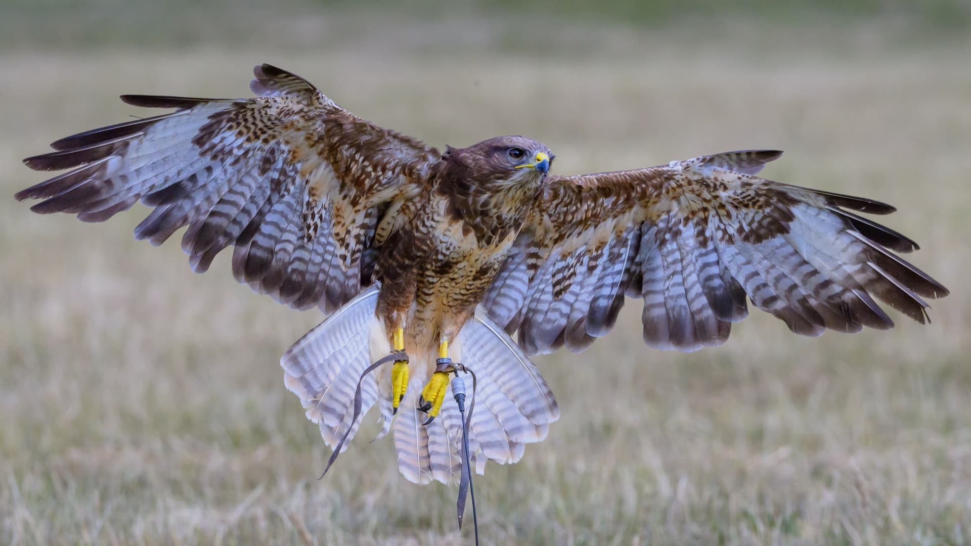 Birds wildlife photography