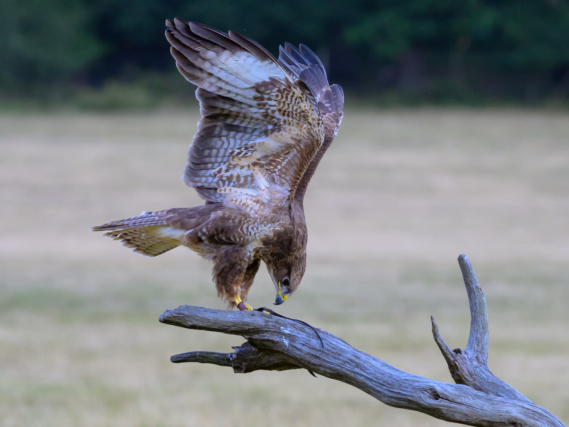 Birds wildlife photography