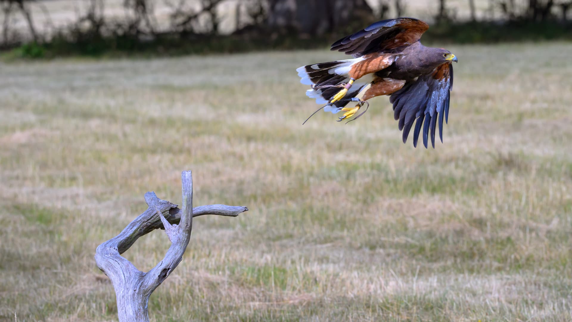 Birds wildlife photography