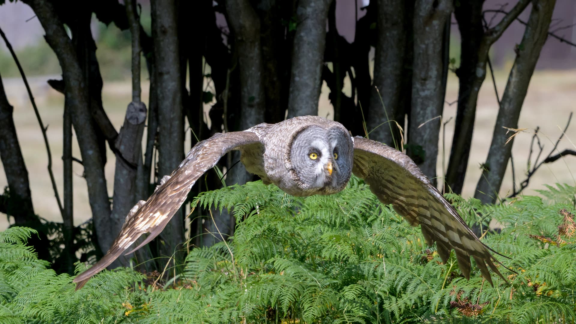 Birds wildlife photography