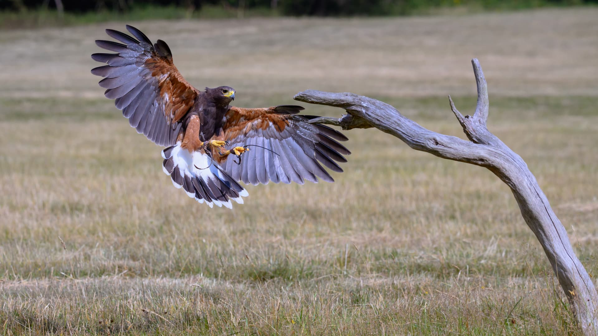 Birds wildlife photography