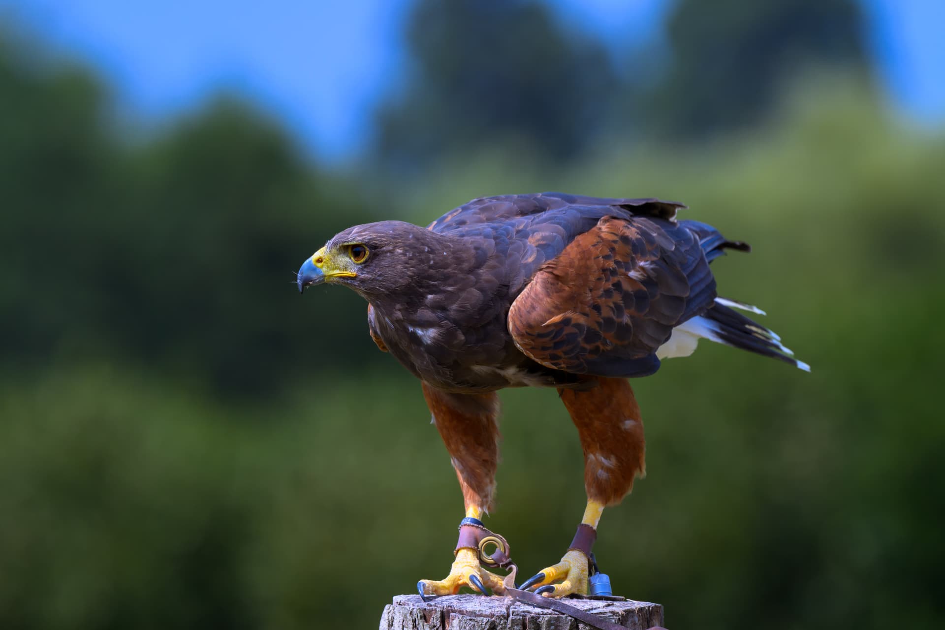 Birds wildlife photography