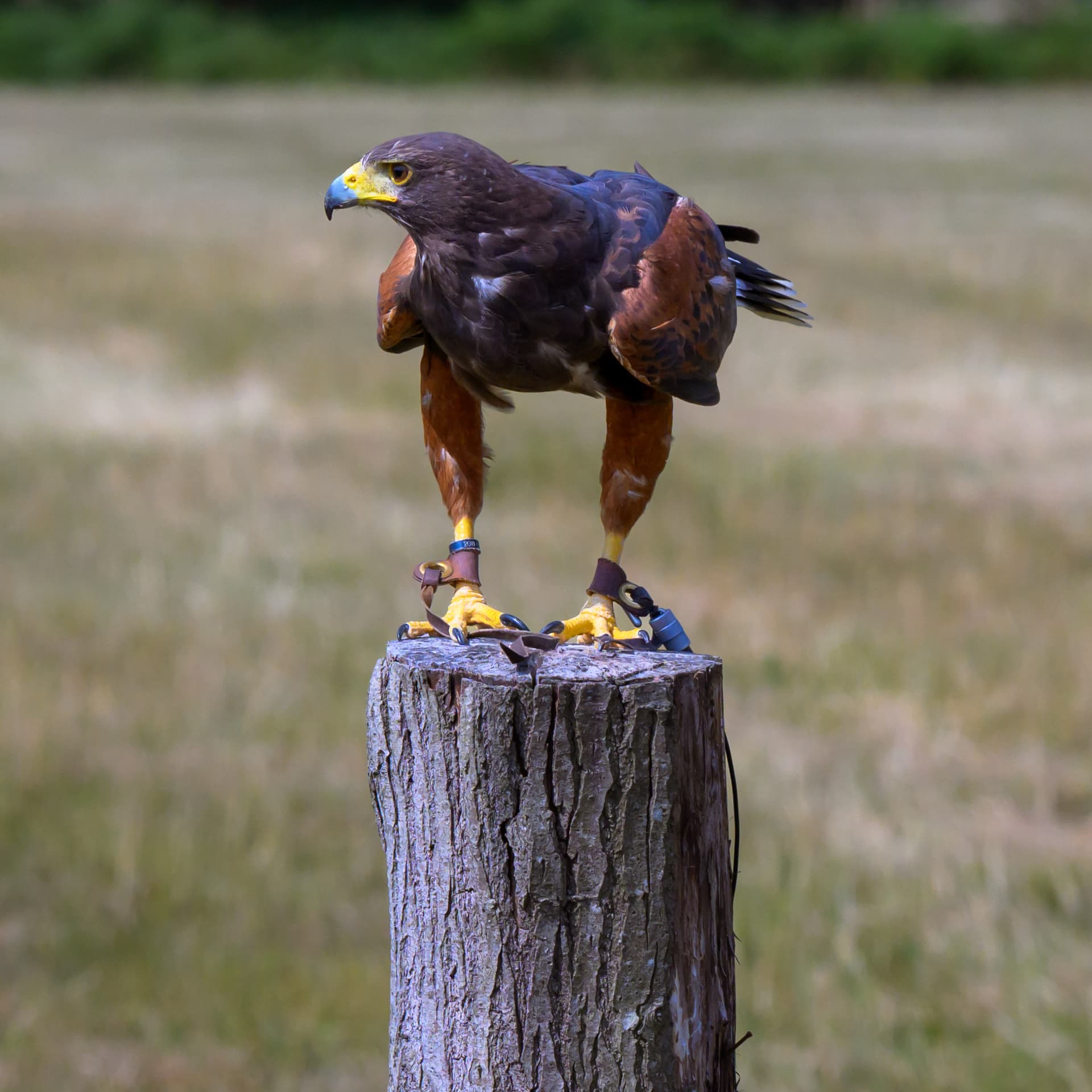 Birds wildlife photography