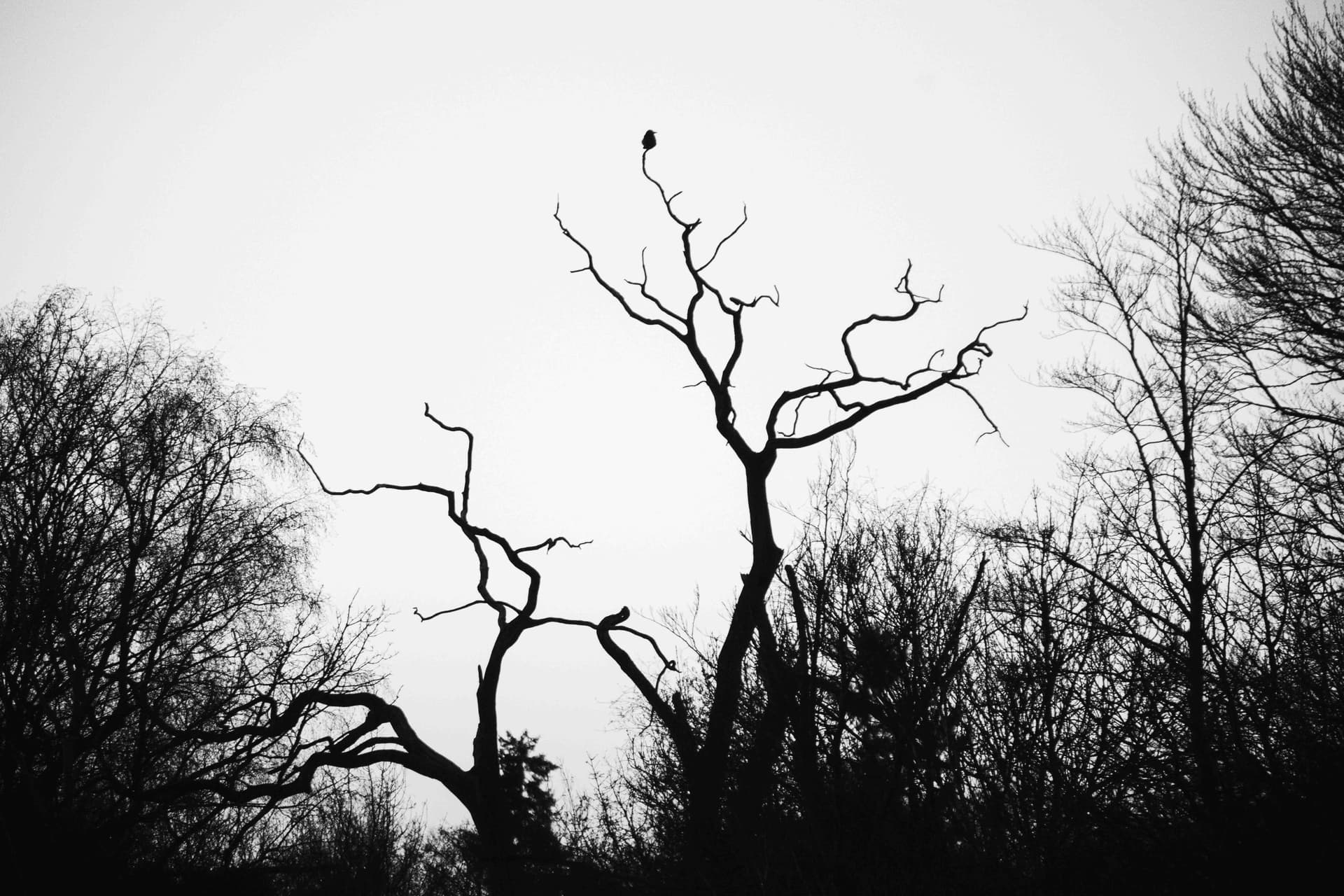 Birds wildlife photography