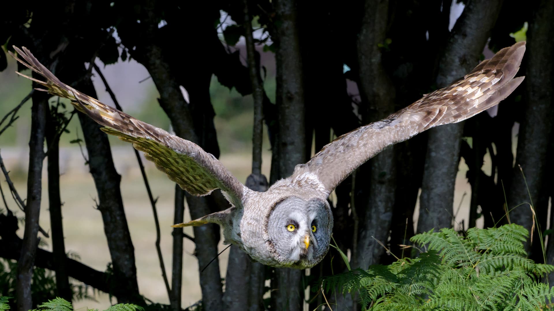 Birds wildlife photography