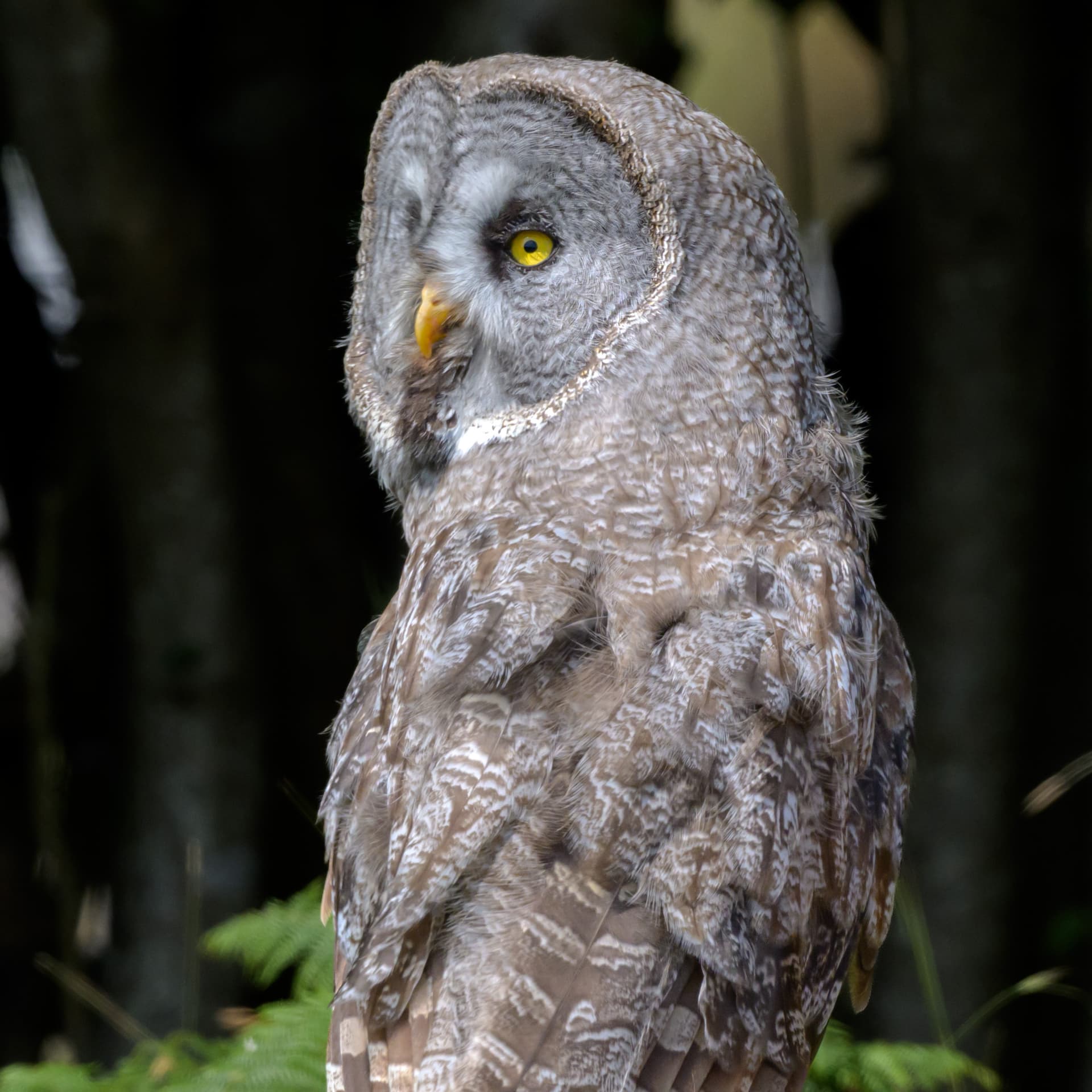 Birds wildlife photography
