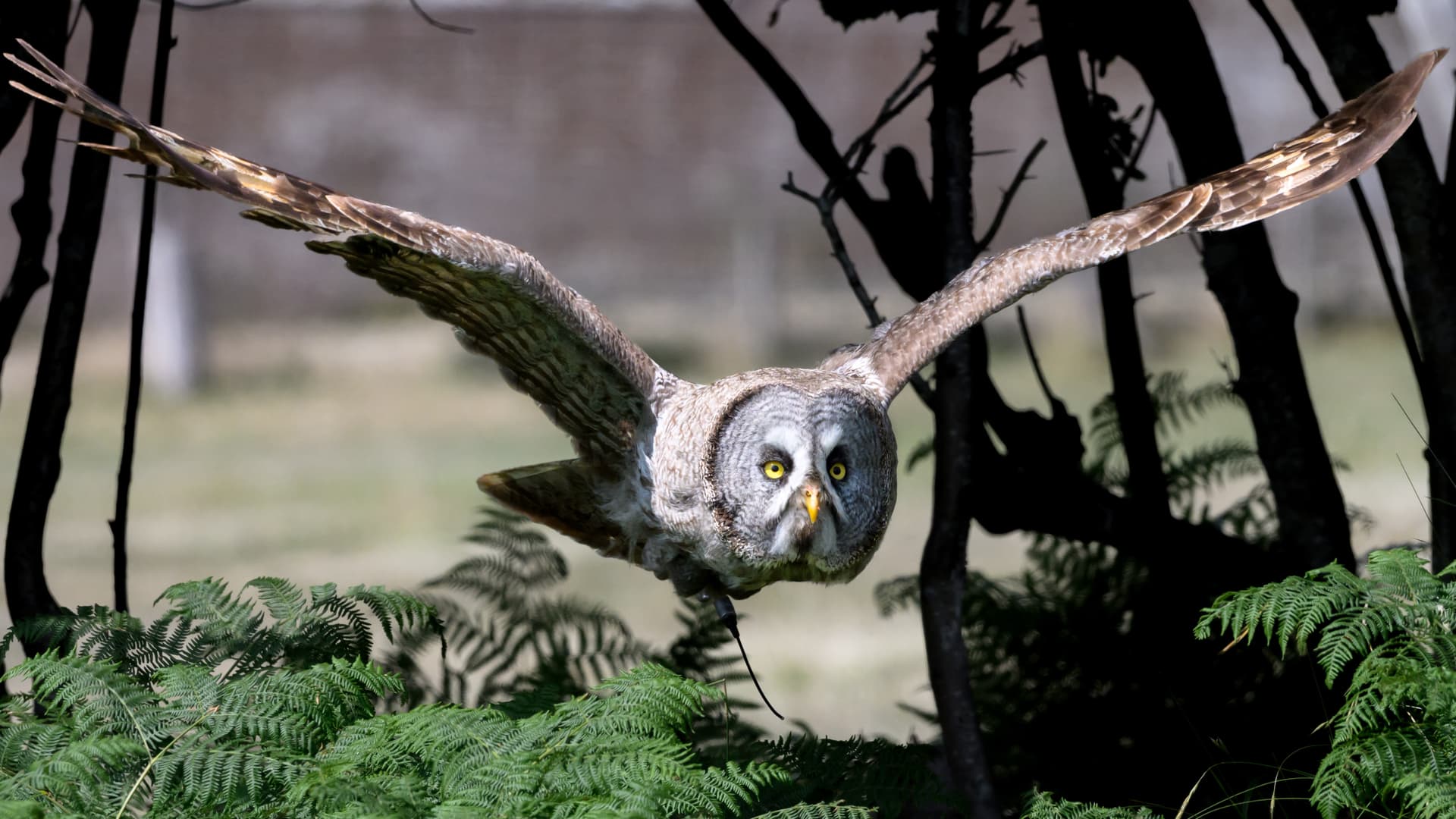 Birds wildlife photography