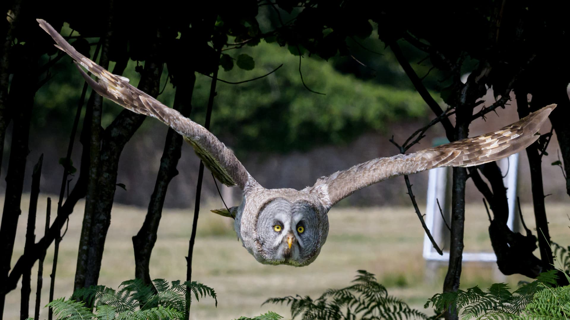Birds wildlife photography