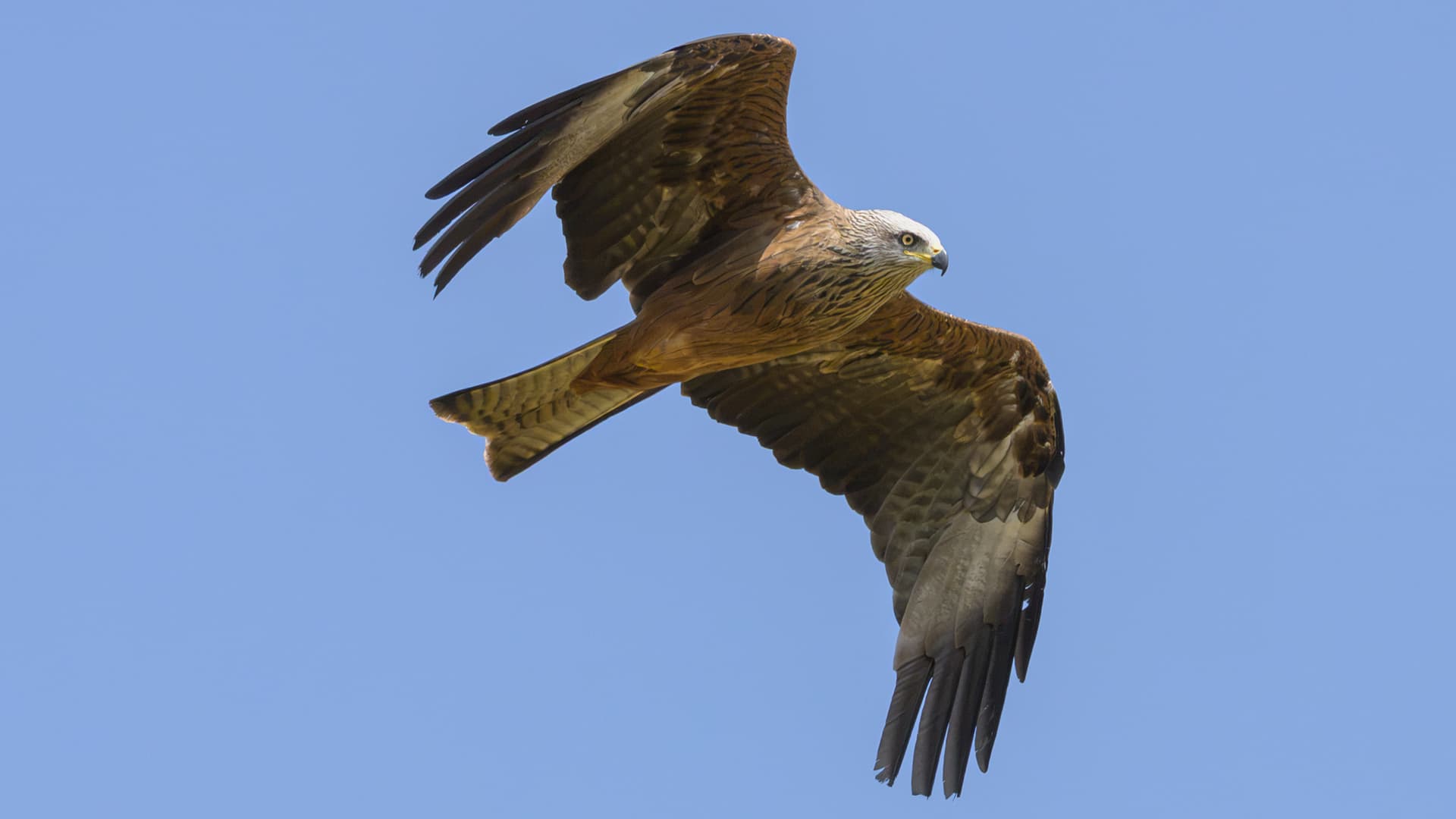 Birds wildlife photography