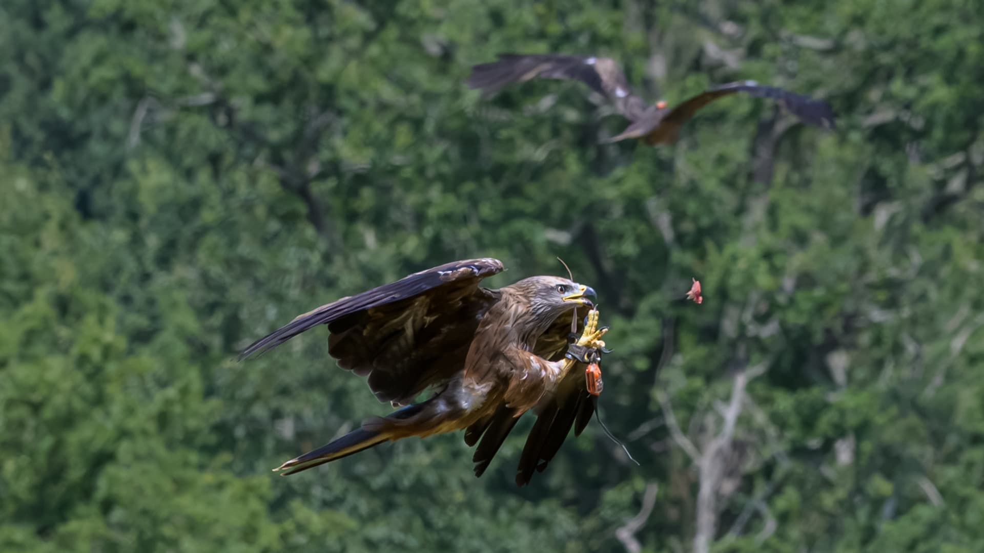 Birds wildlife photography