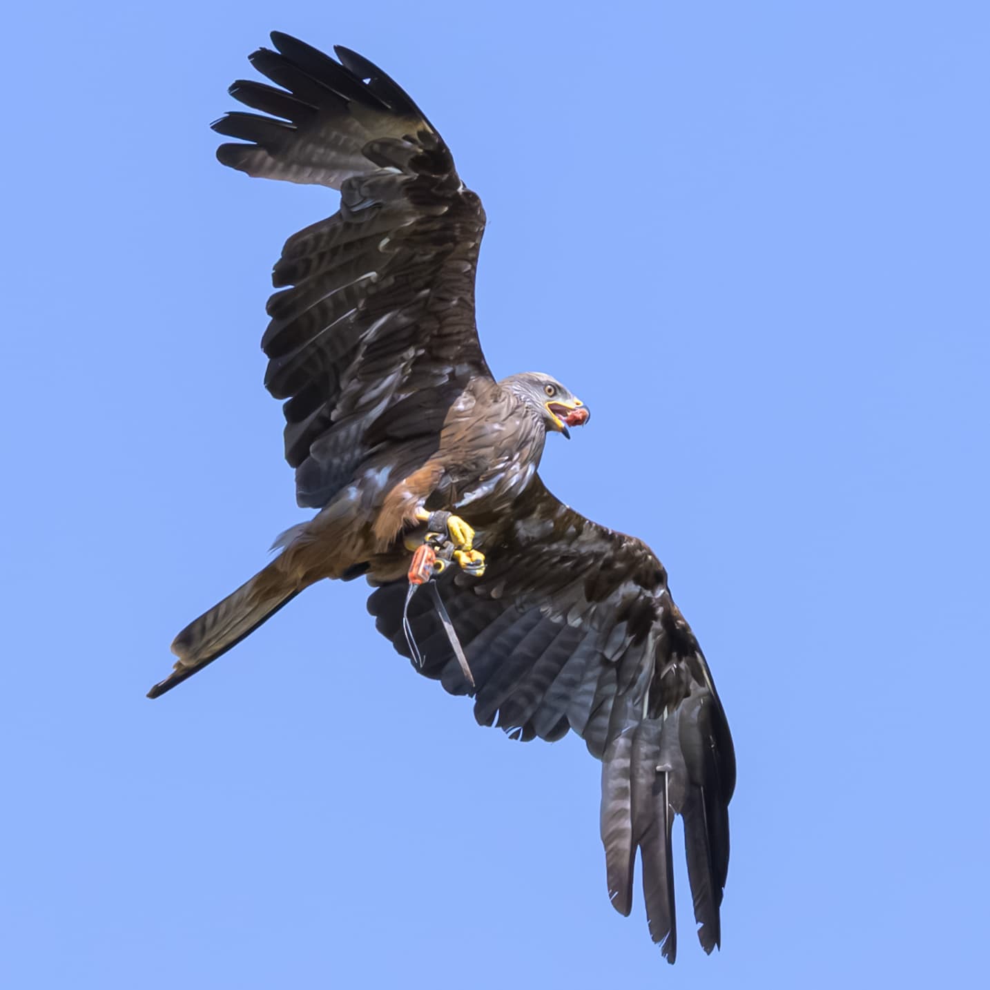Birds wildlife photography