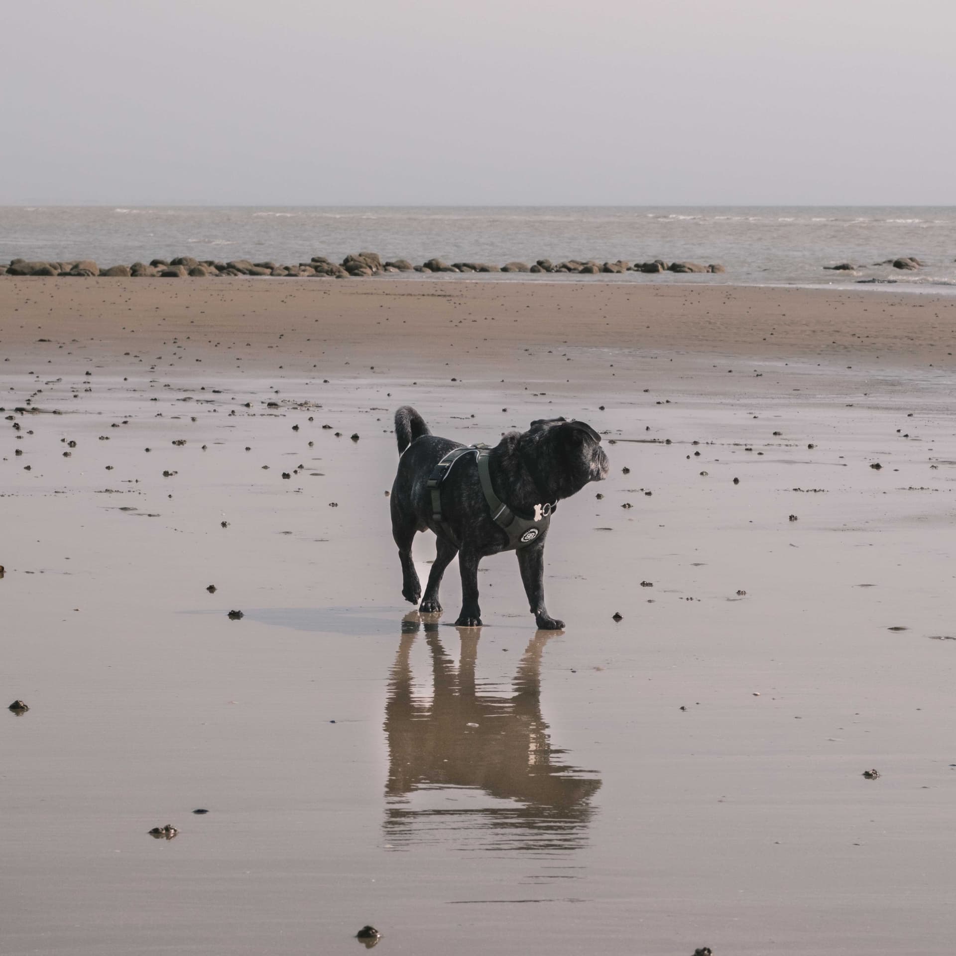 Dogs wildlife photography