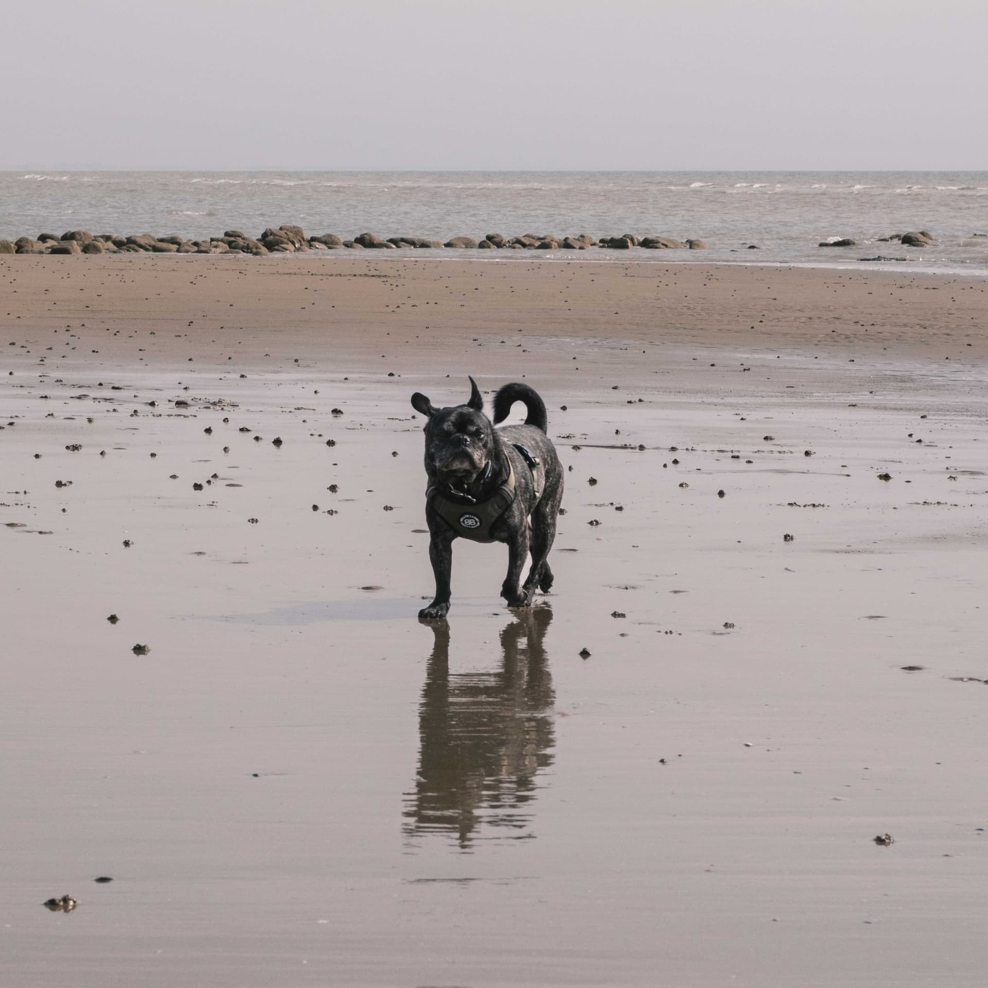 Dogs wildlife photography
