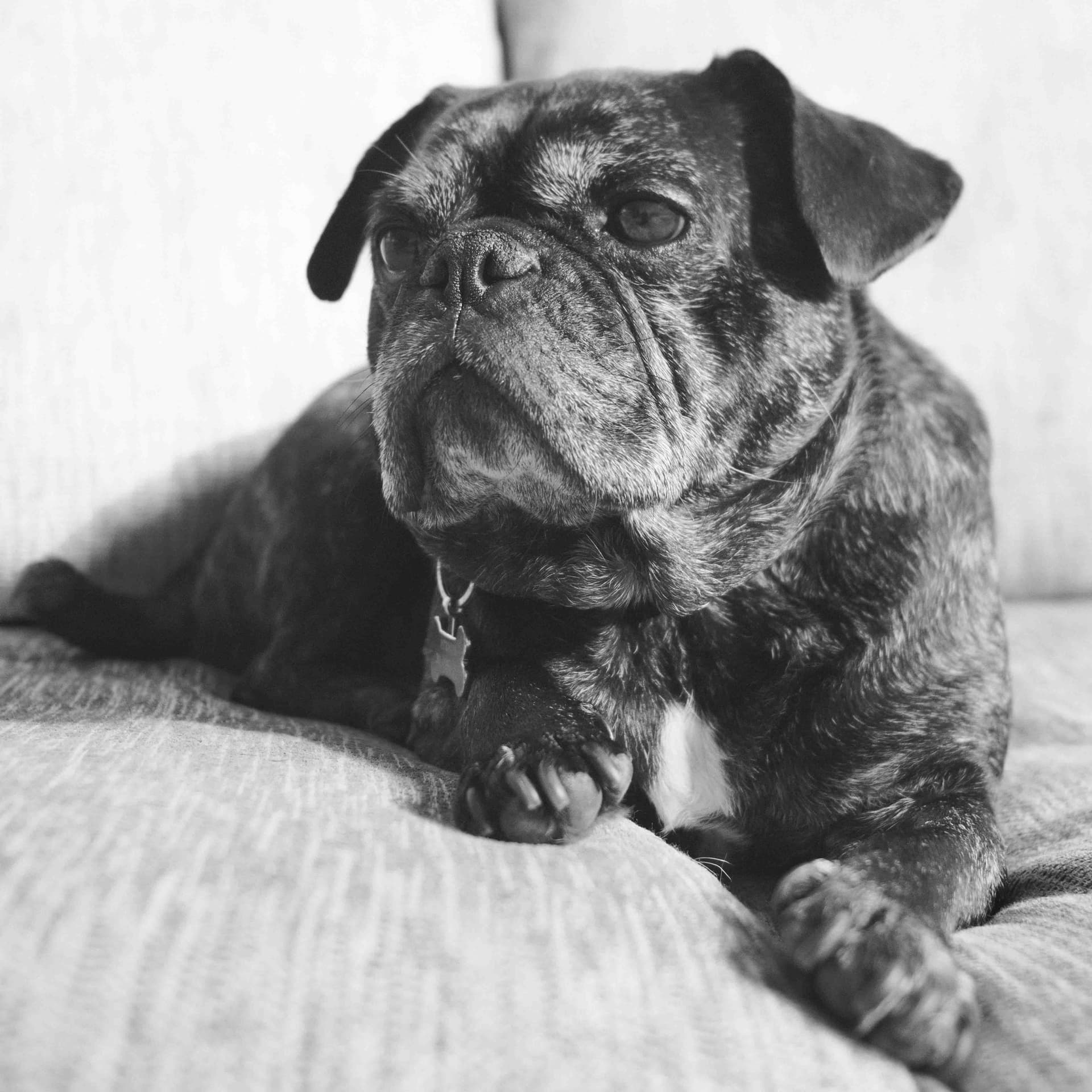 Dogs wildlife photography
