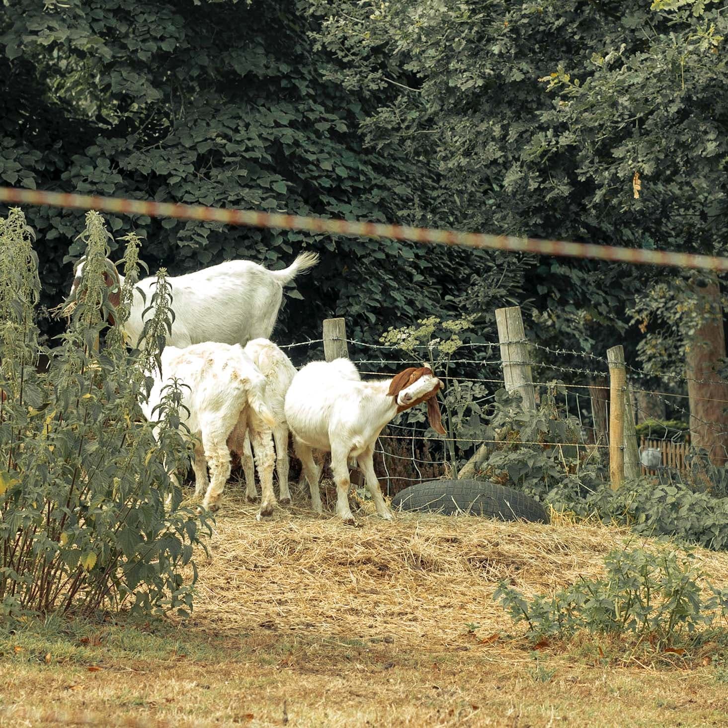 Goat wildlife photography