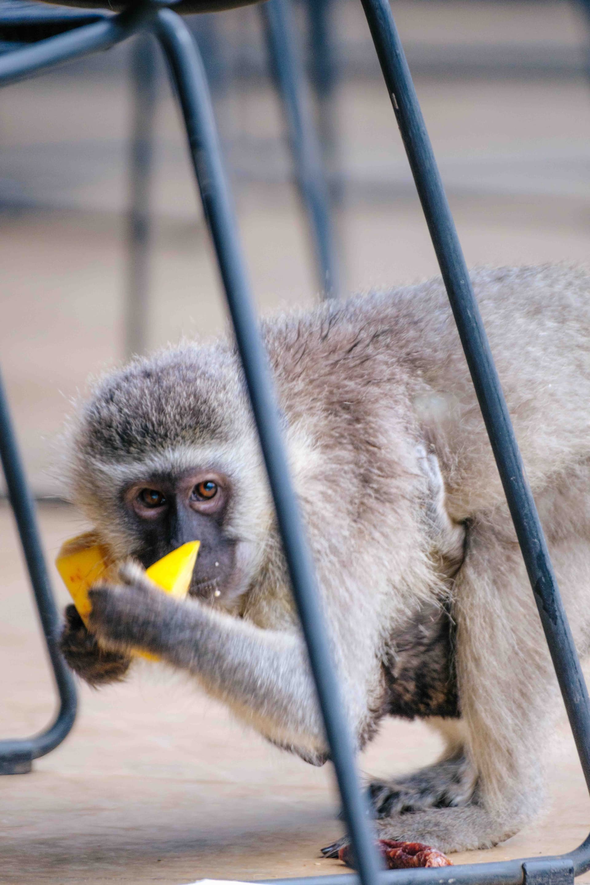 Monkeys wildlife photography