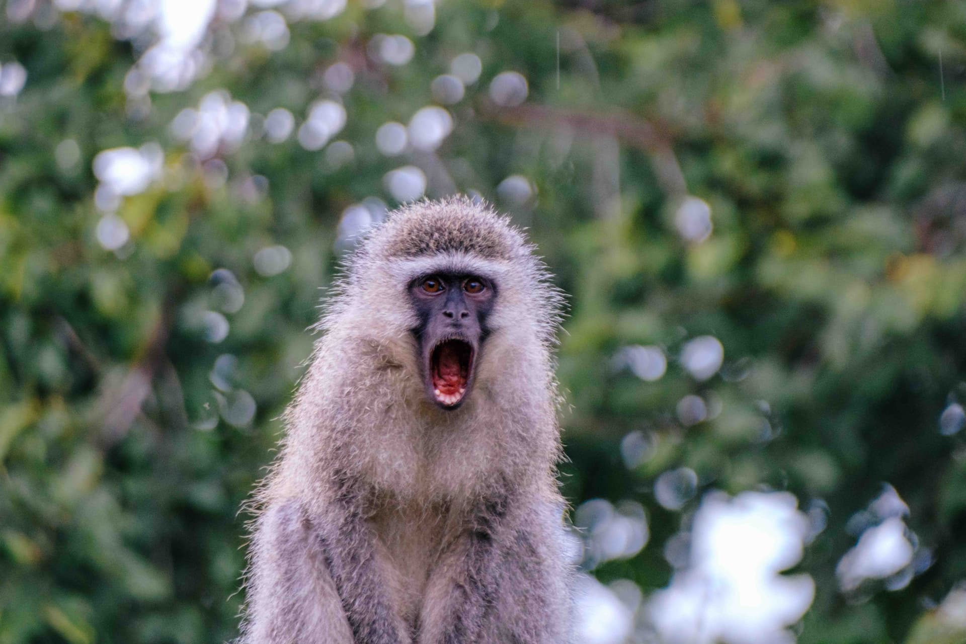 Monkeys wildlife photography