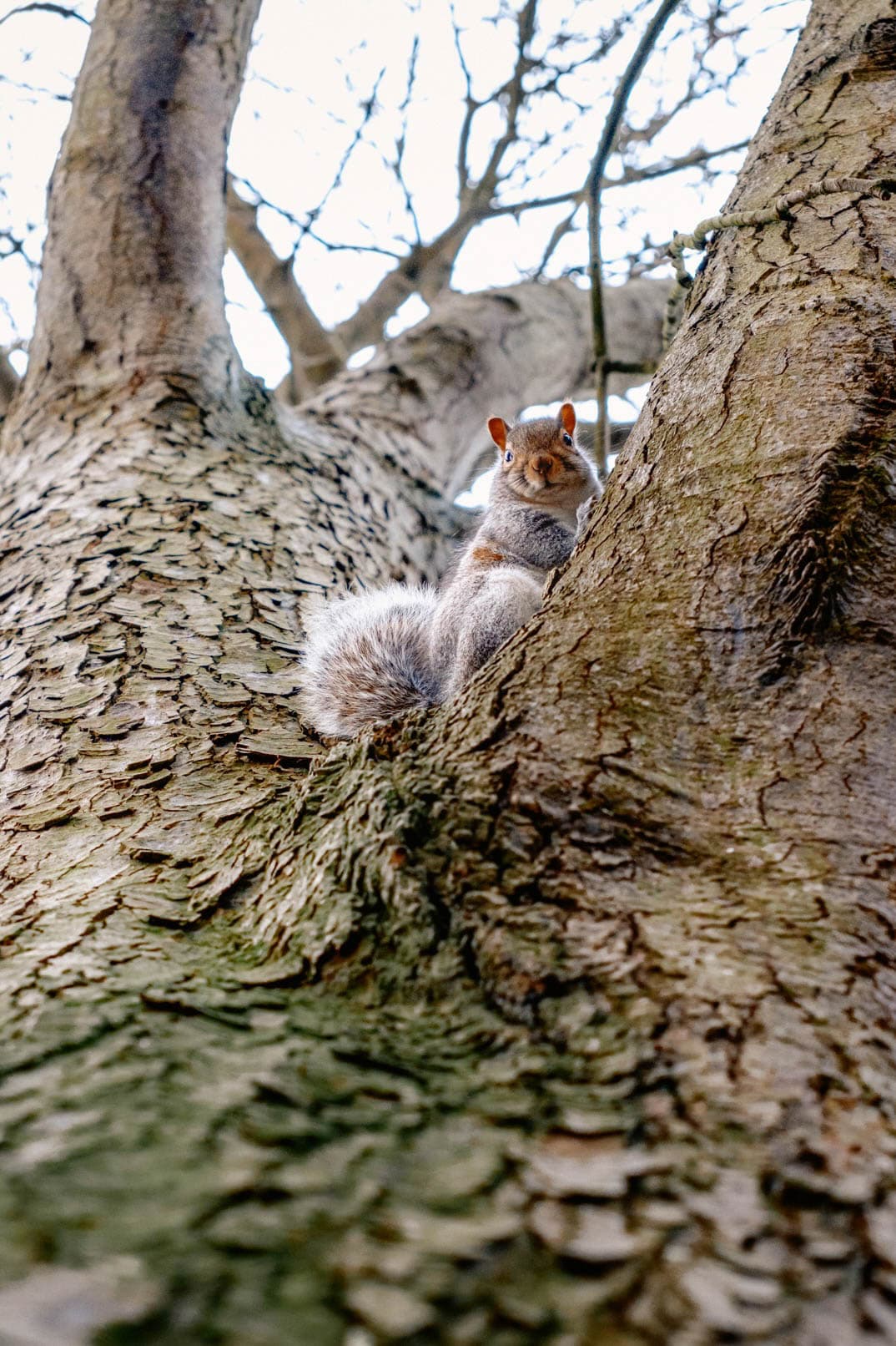 Squirrel wildlife photography
