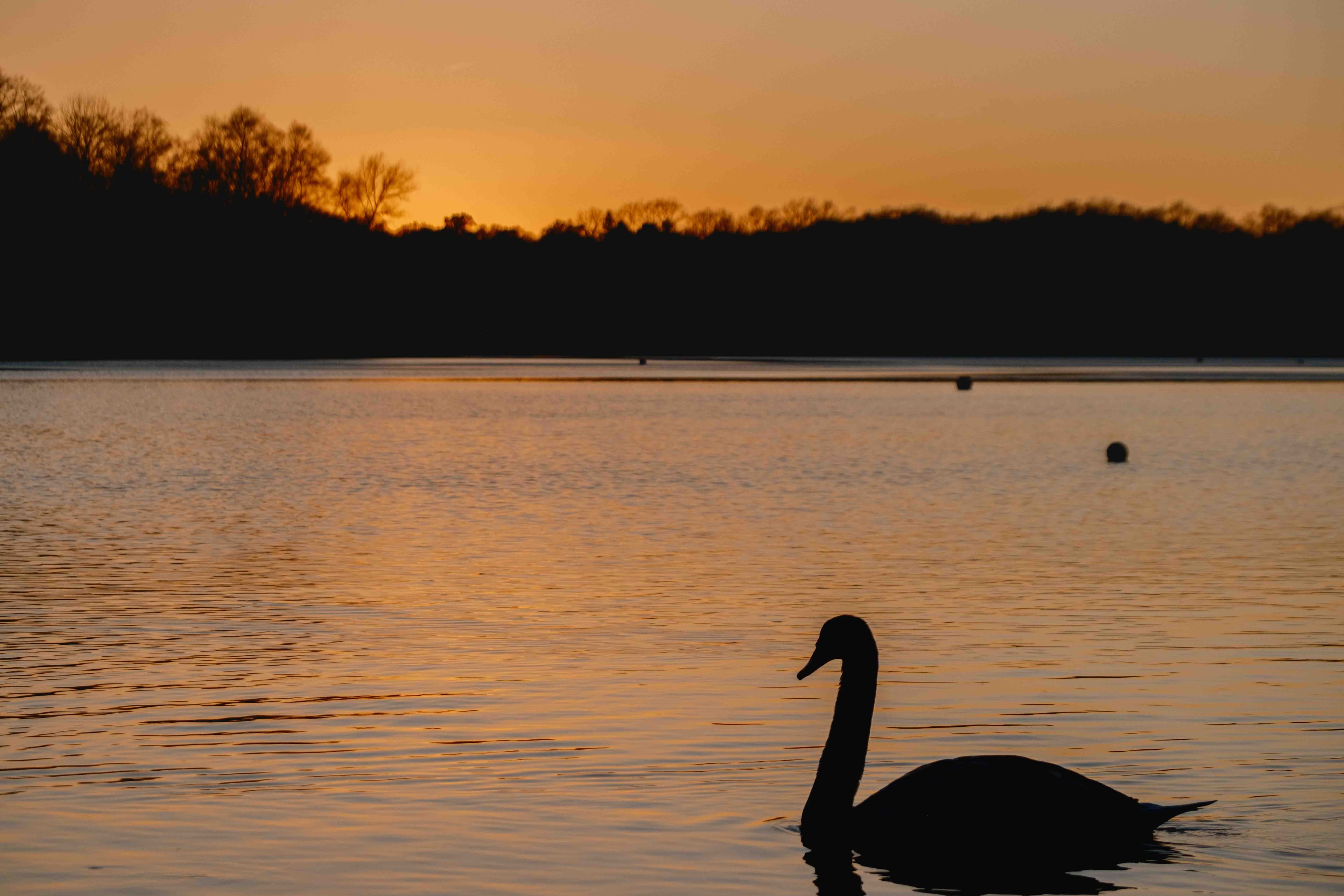 Wildlife photography