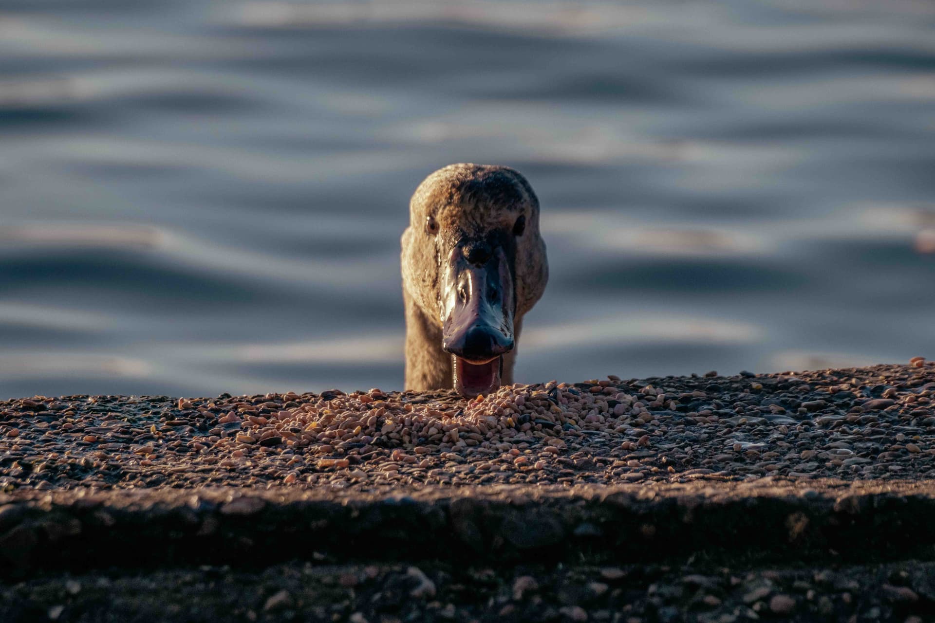 Wildlife photography