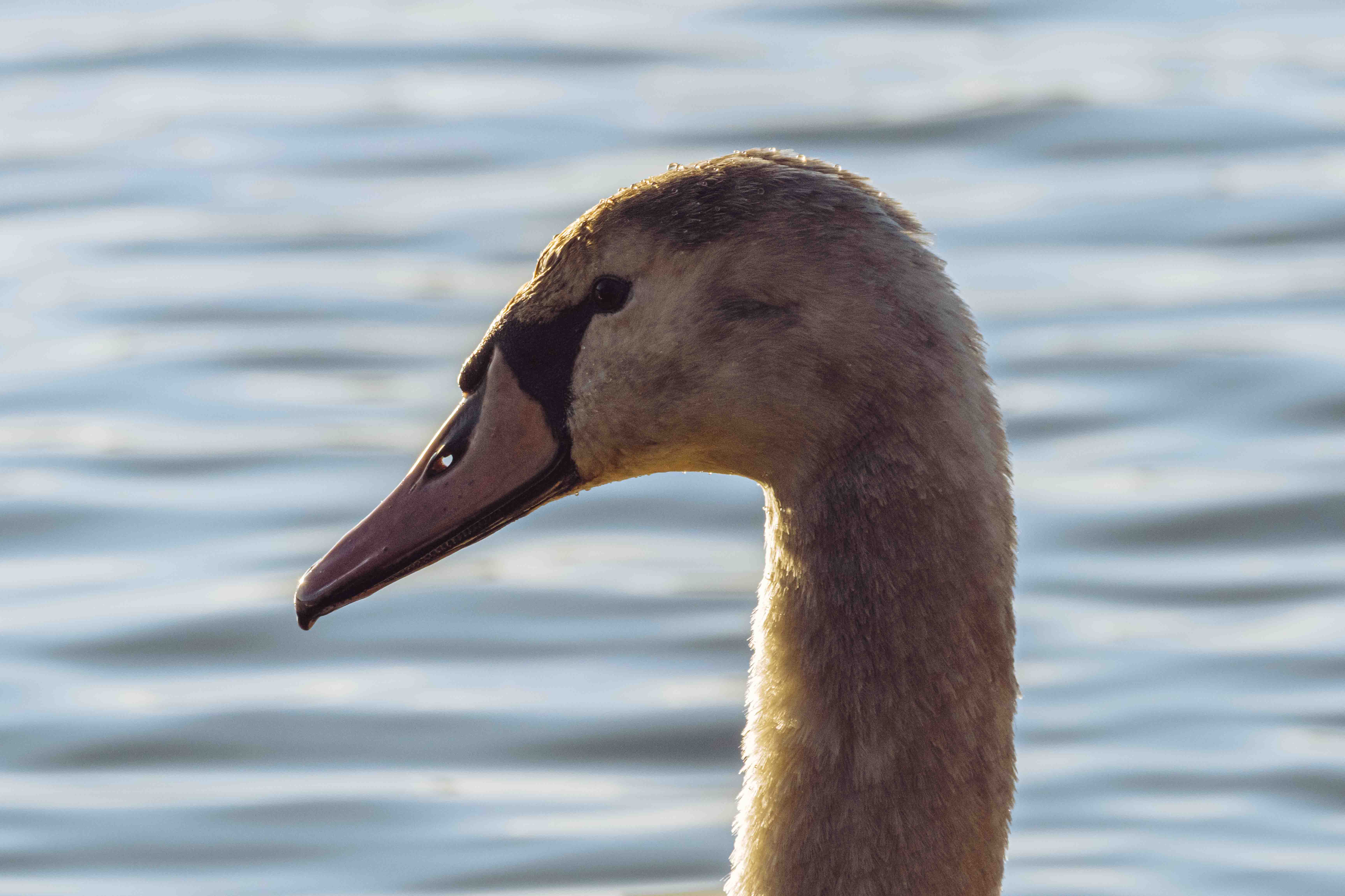 Wildlife photography