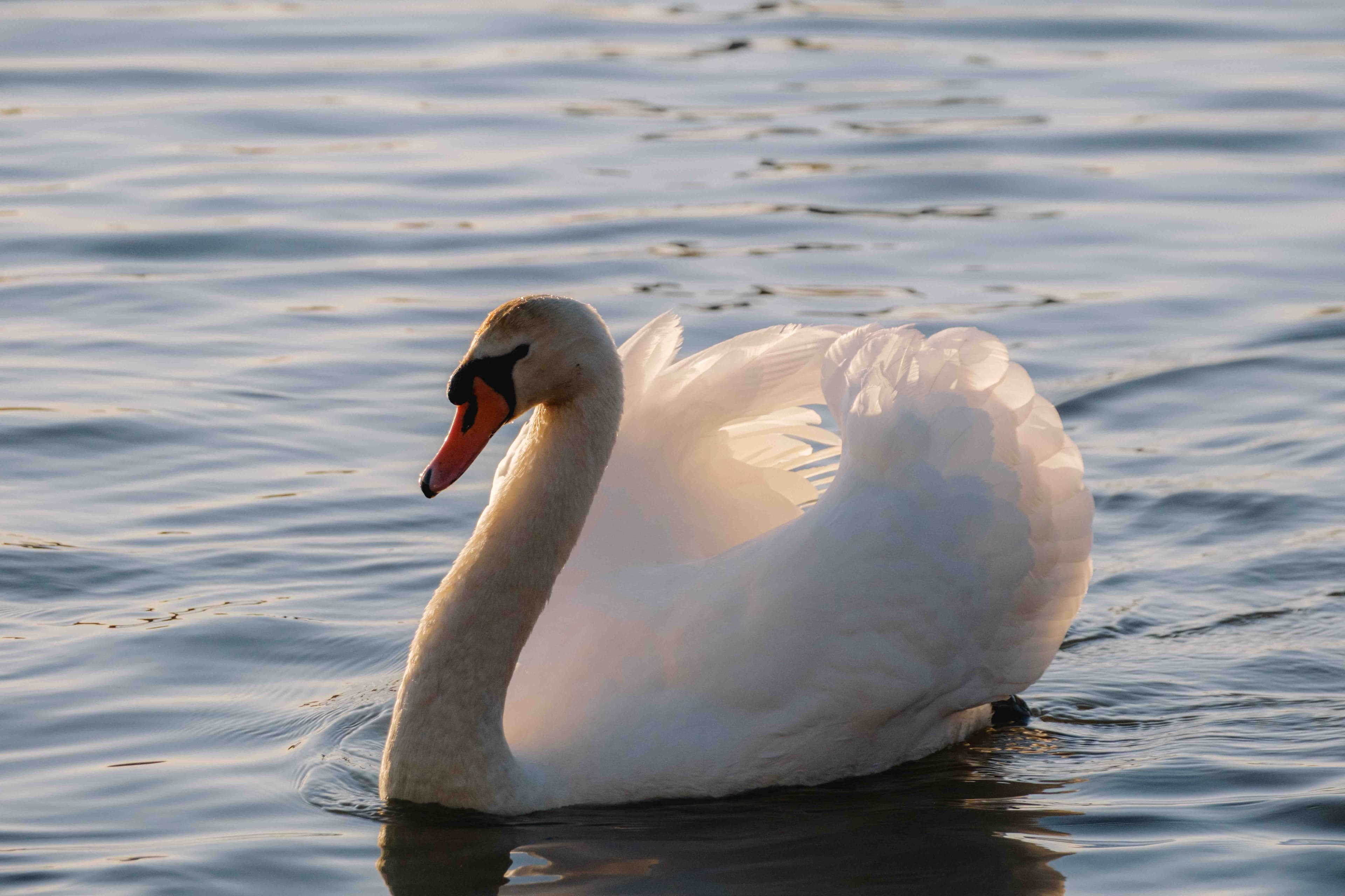 Wildlife photography