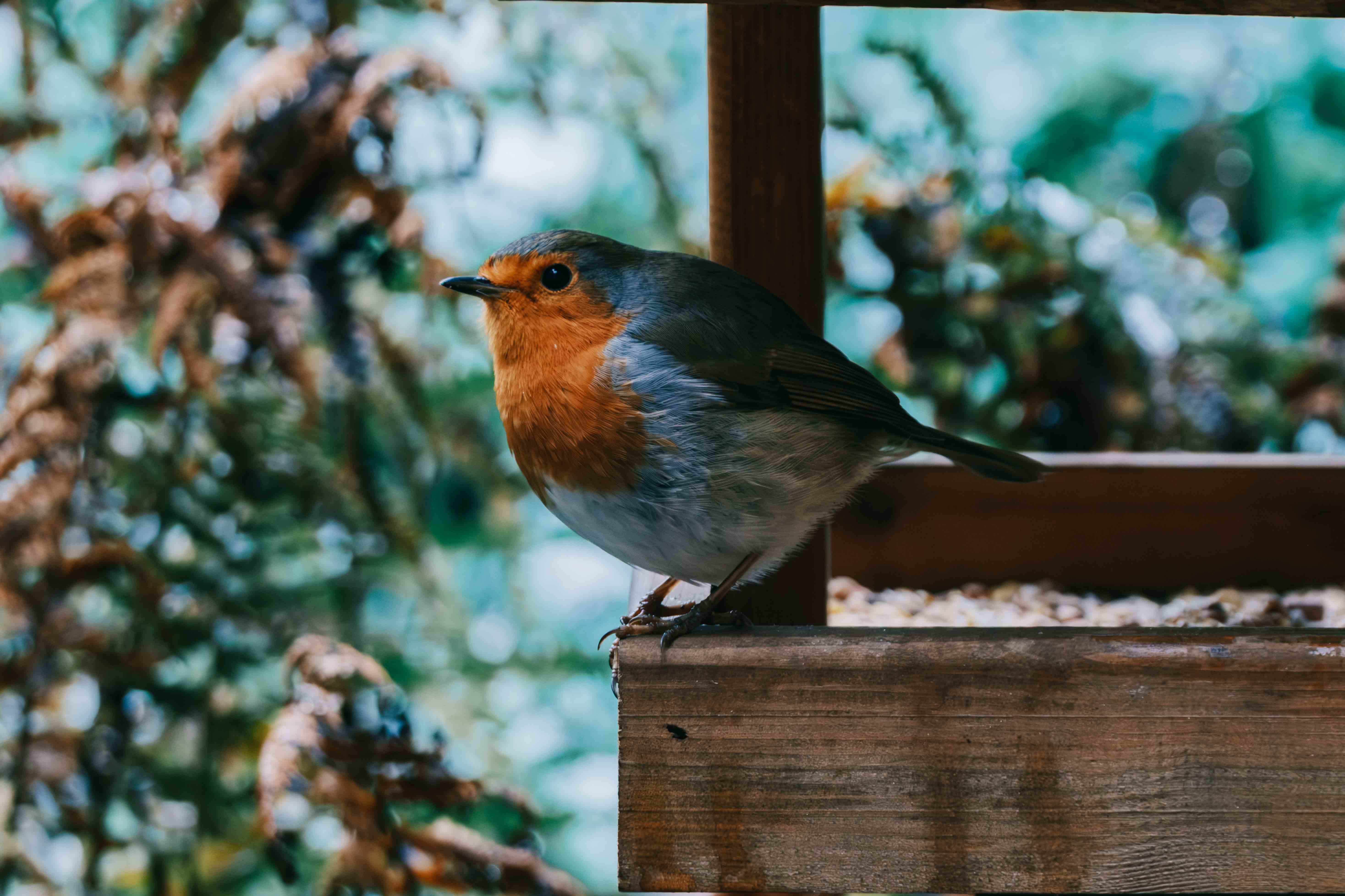 Wildlife photography