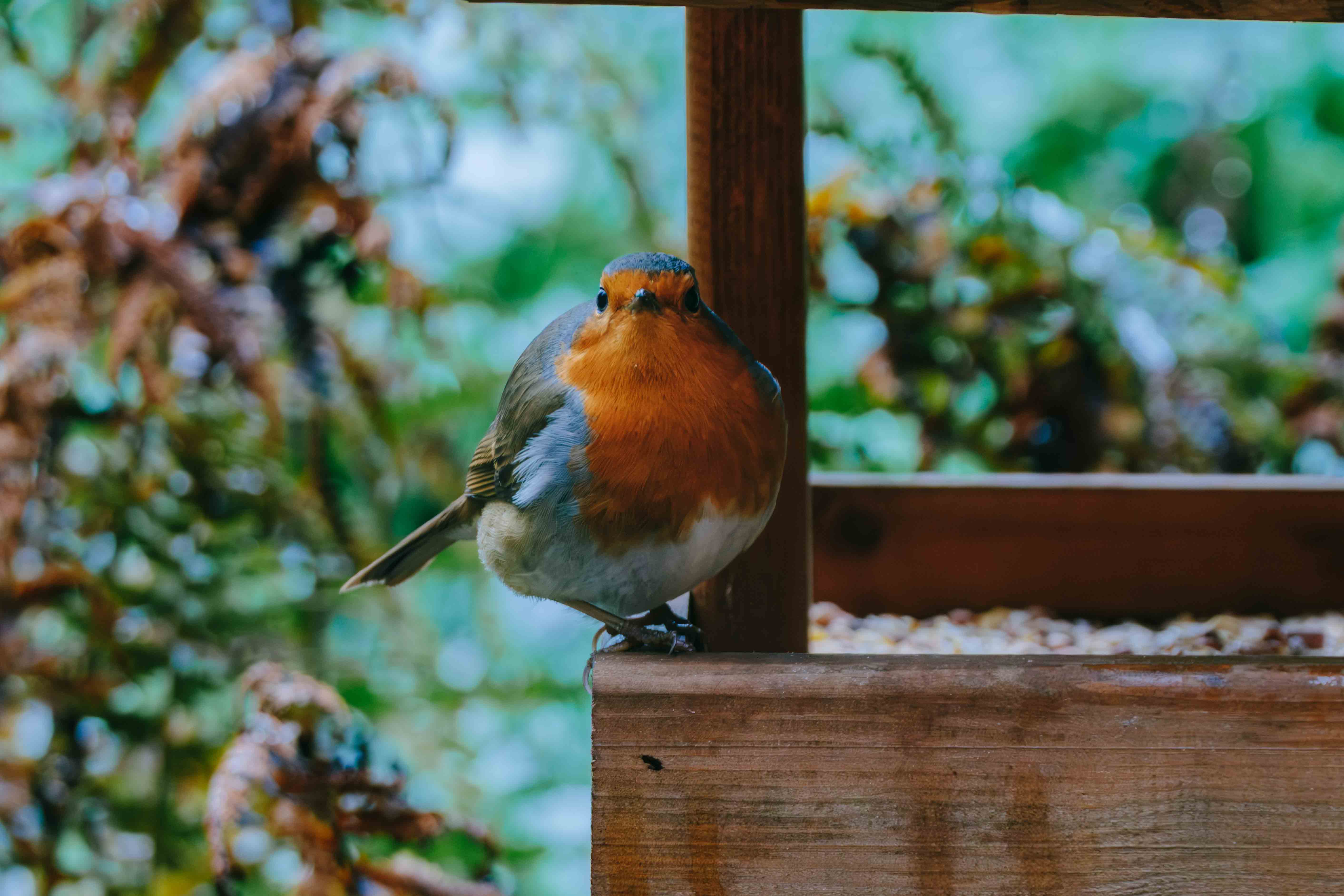 Wildlife photography