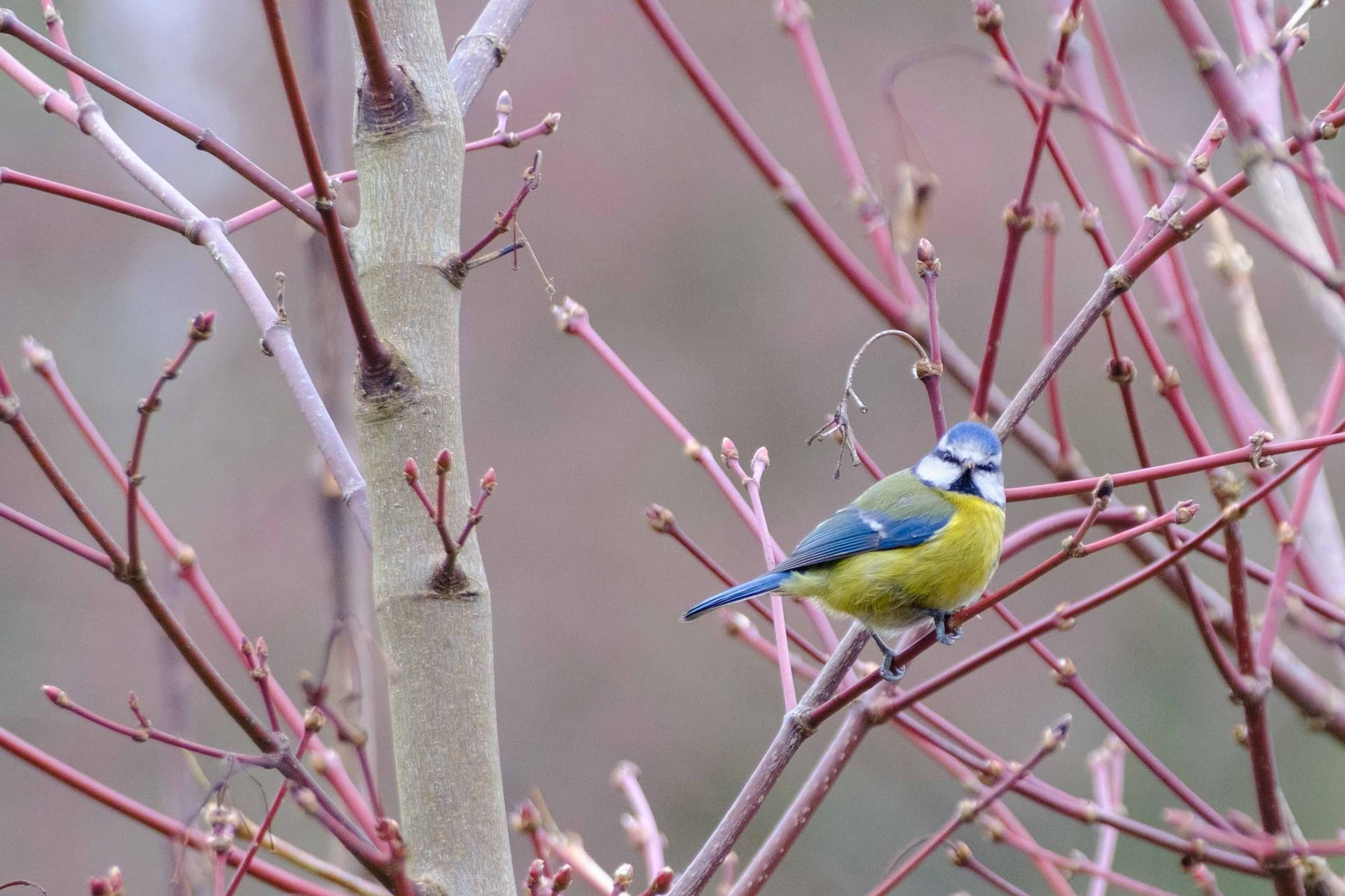 Wildlife photography