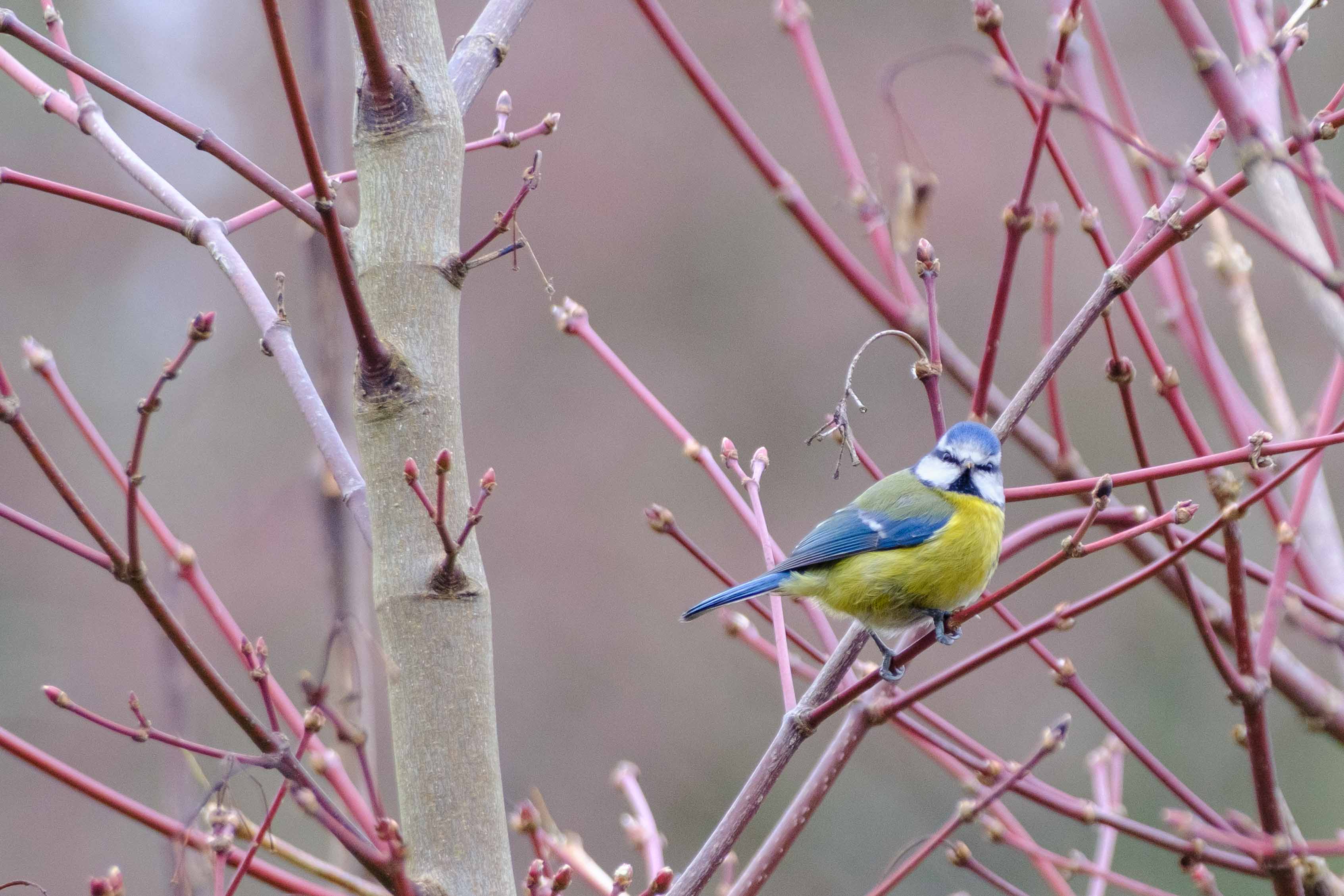 Wildlife photography