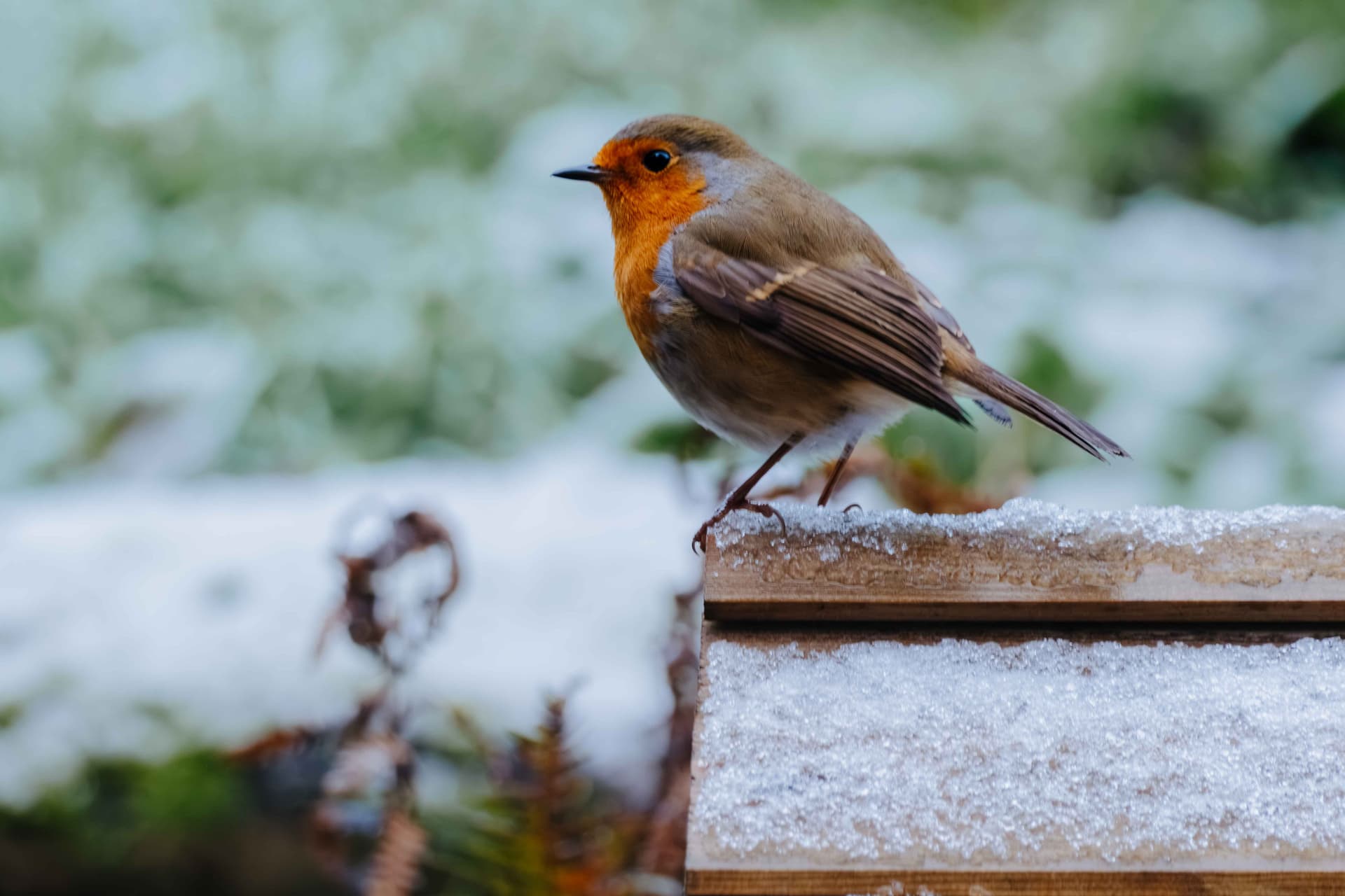 Wildlife photography