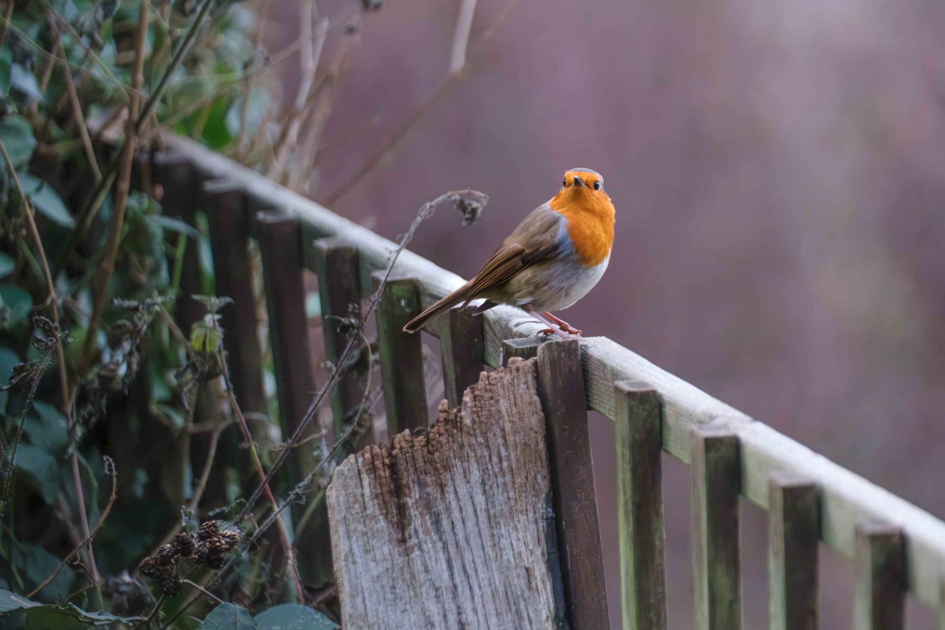 Wildlife photography