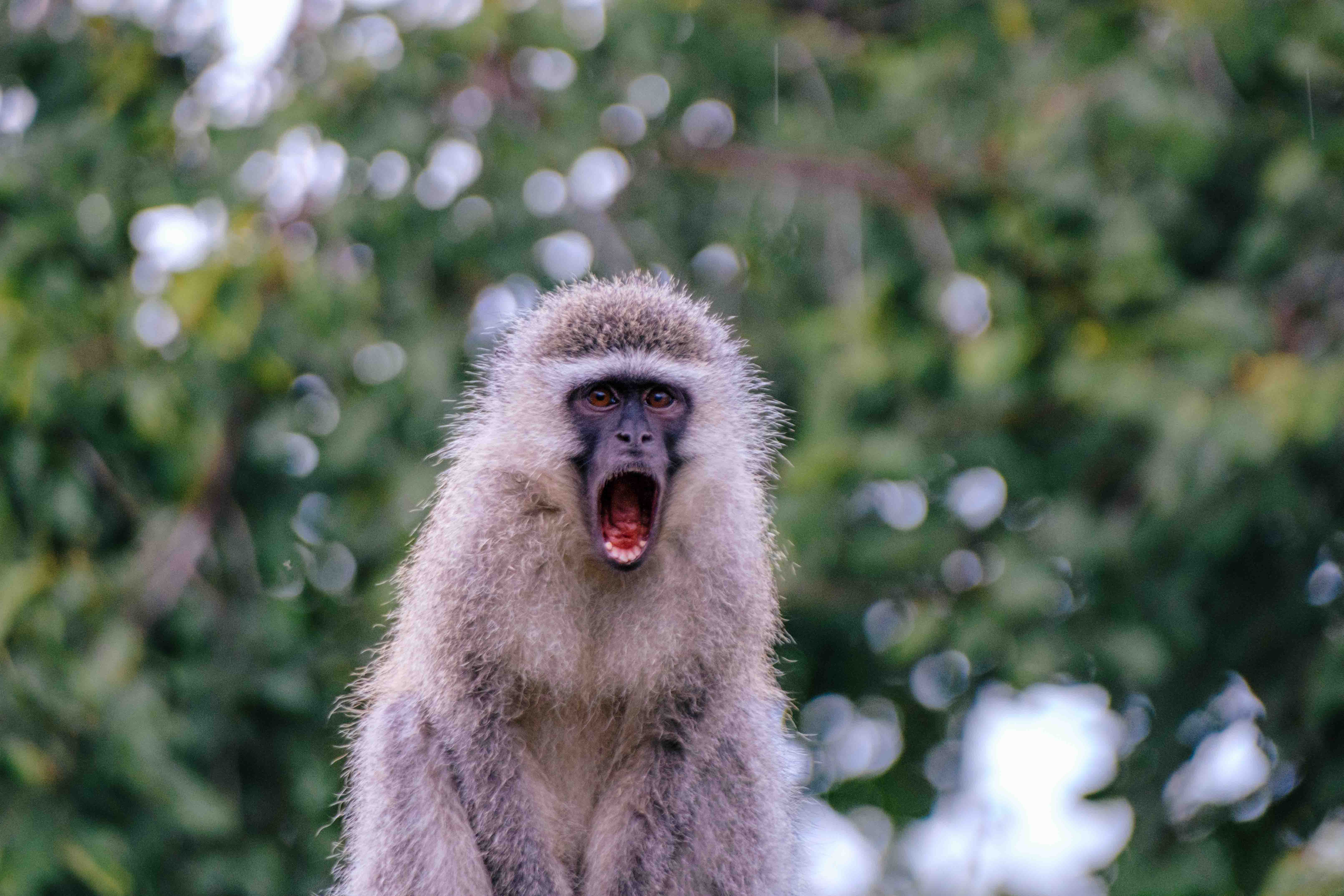 Wildlife photography