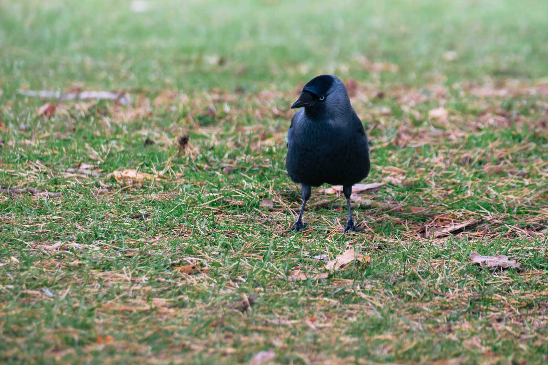 Wildlife photography