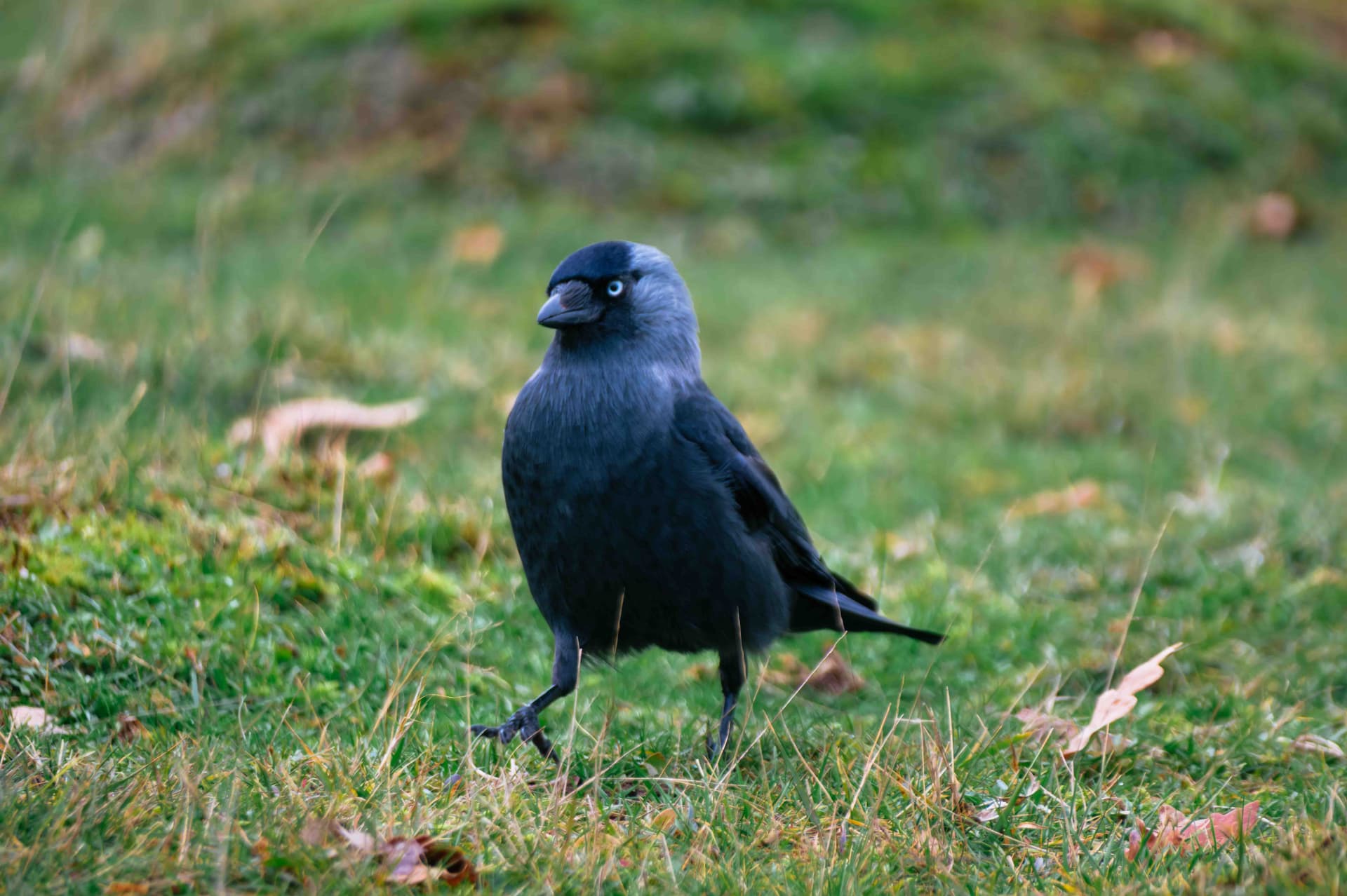 Wildlife photography