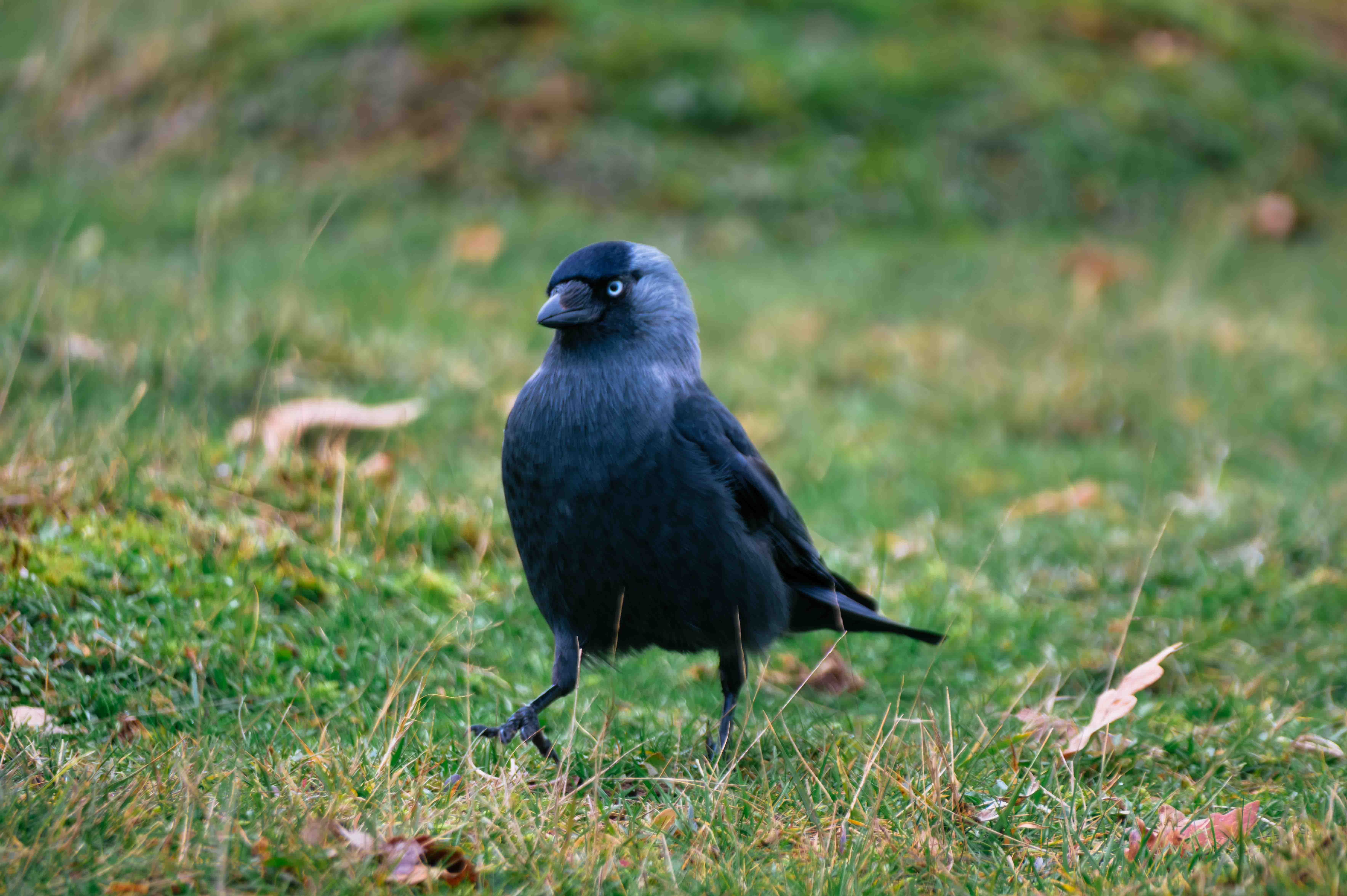 Wildlife photography