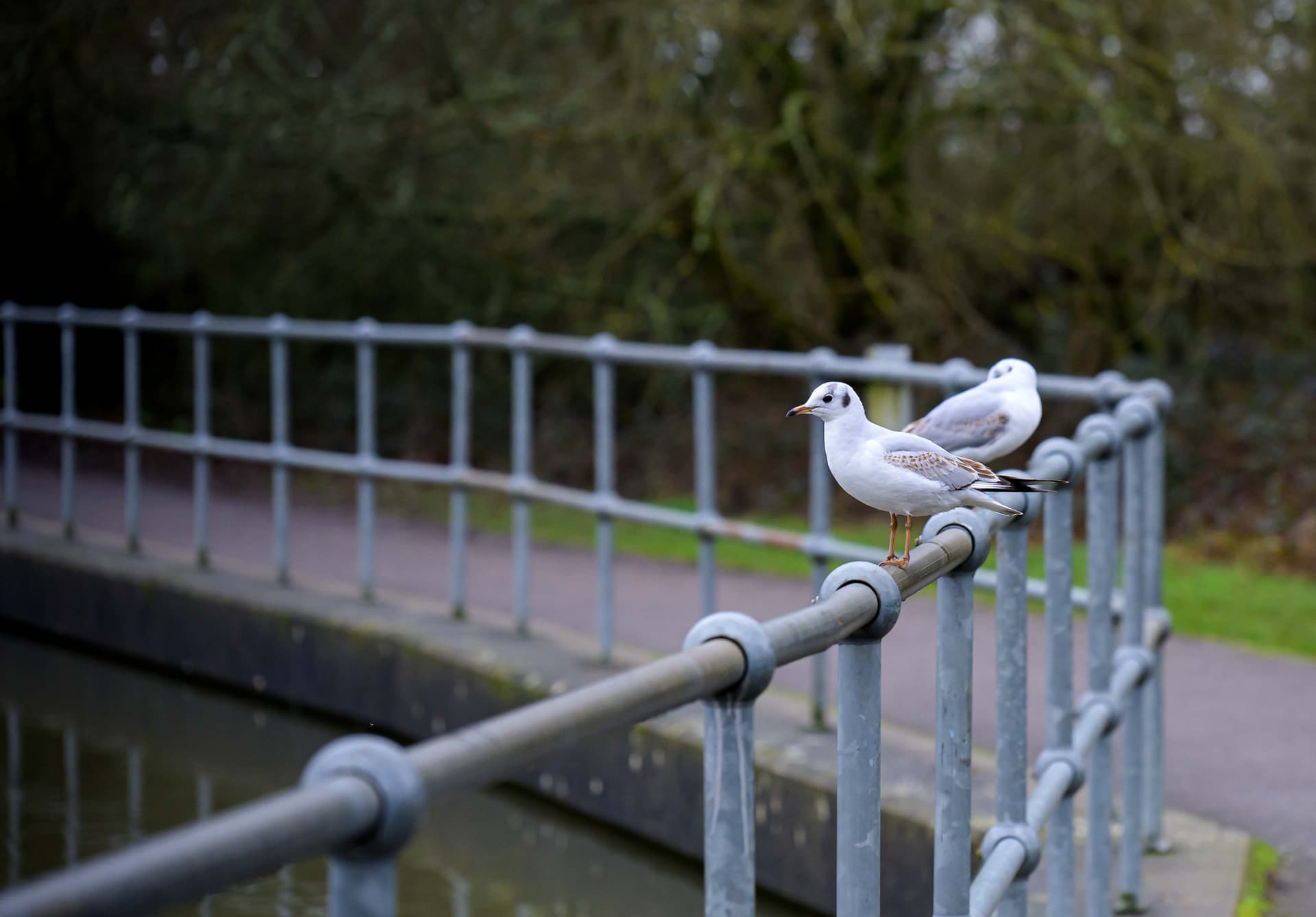 Wildlife photography