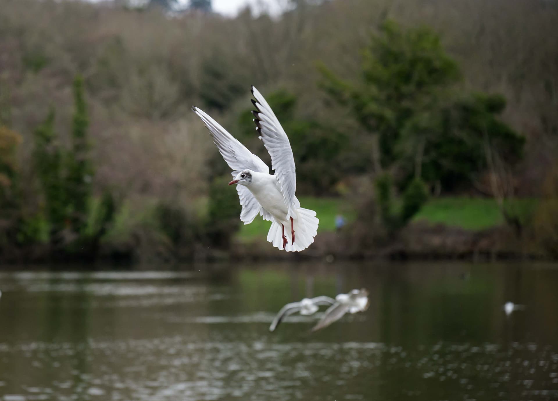 Wildlife photography