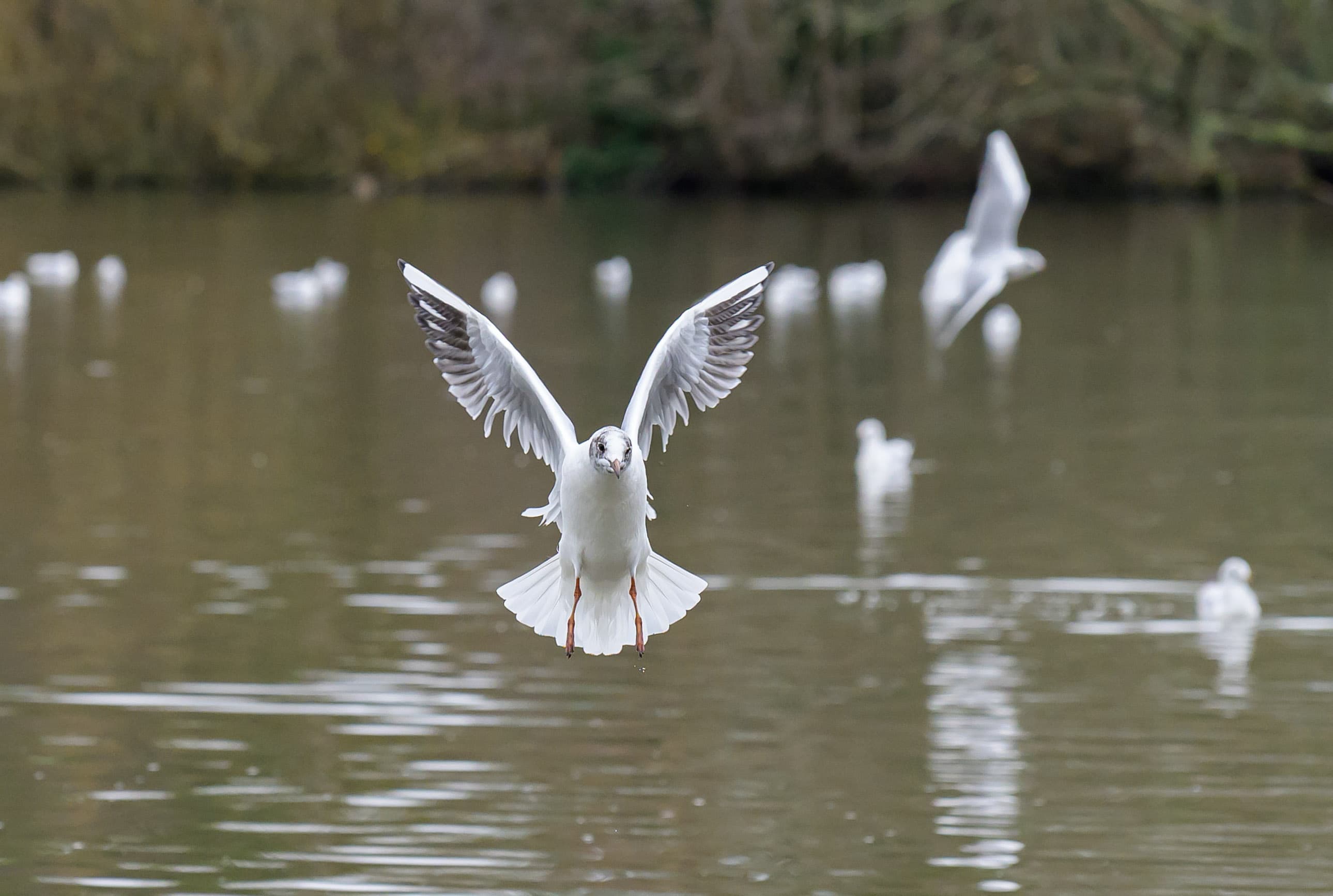 Wildlife photography