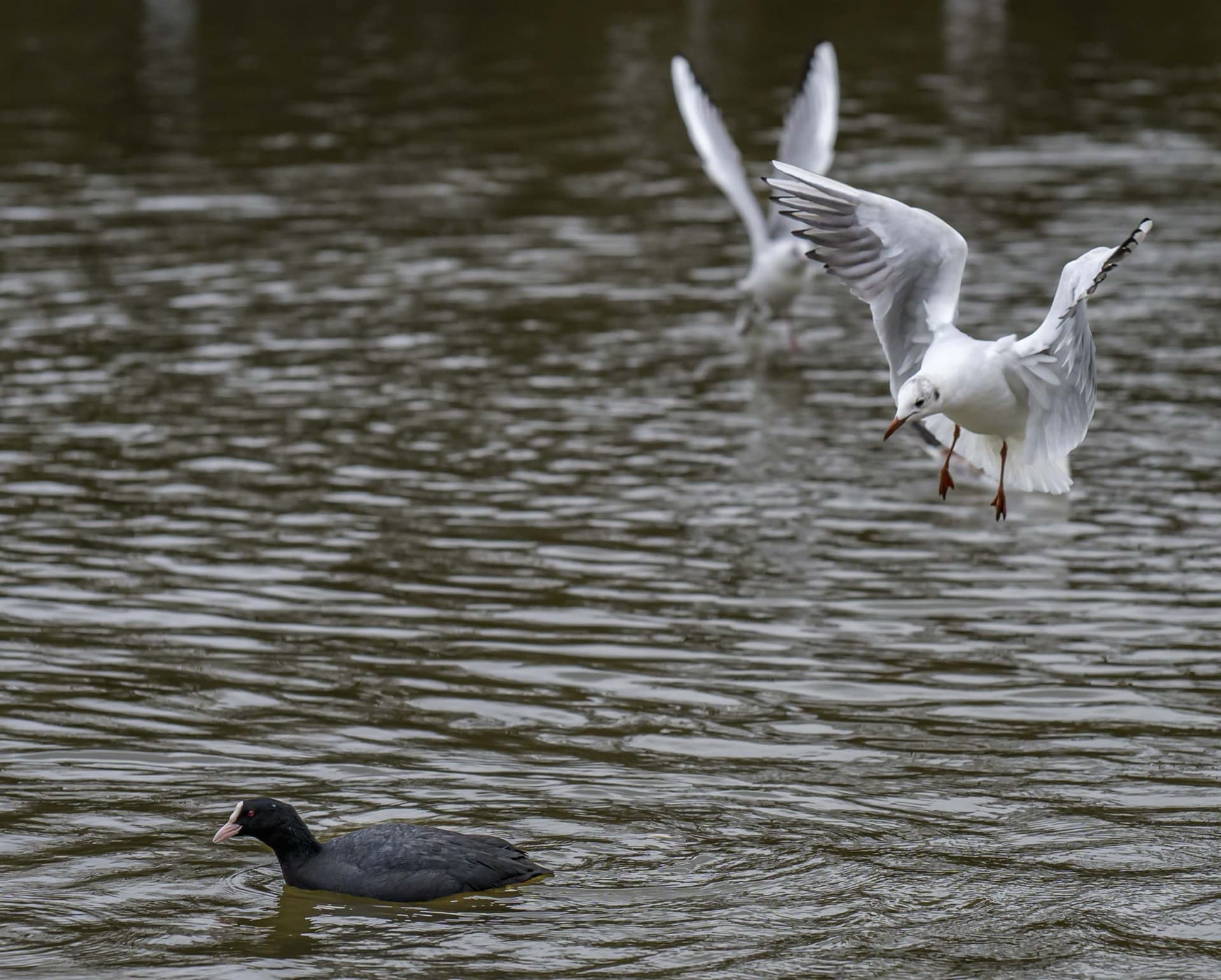 Wildlife photography