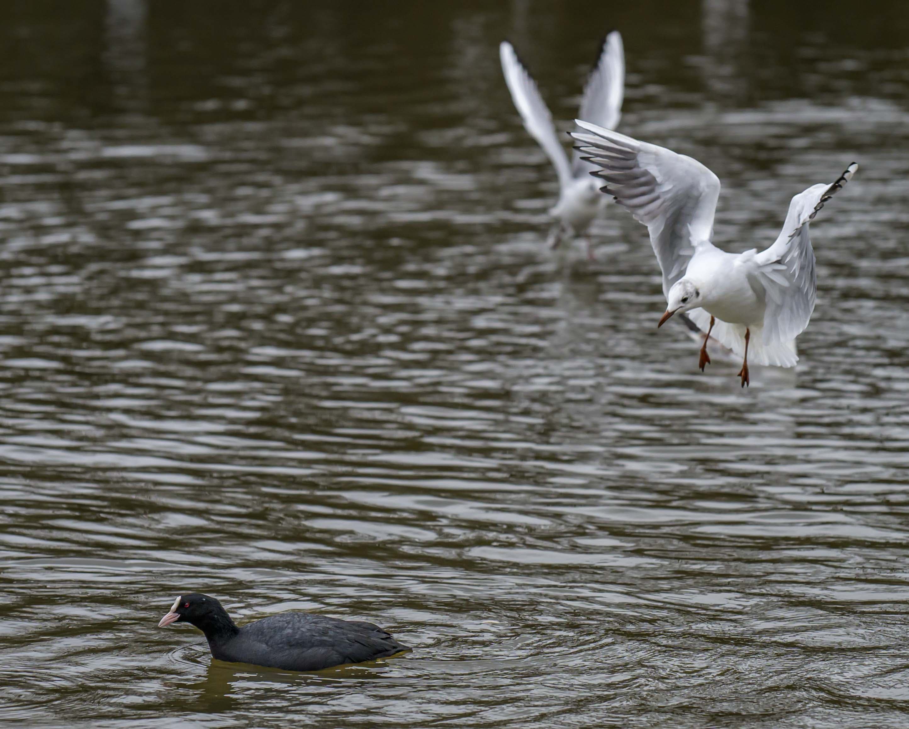 Wildlife photography