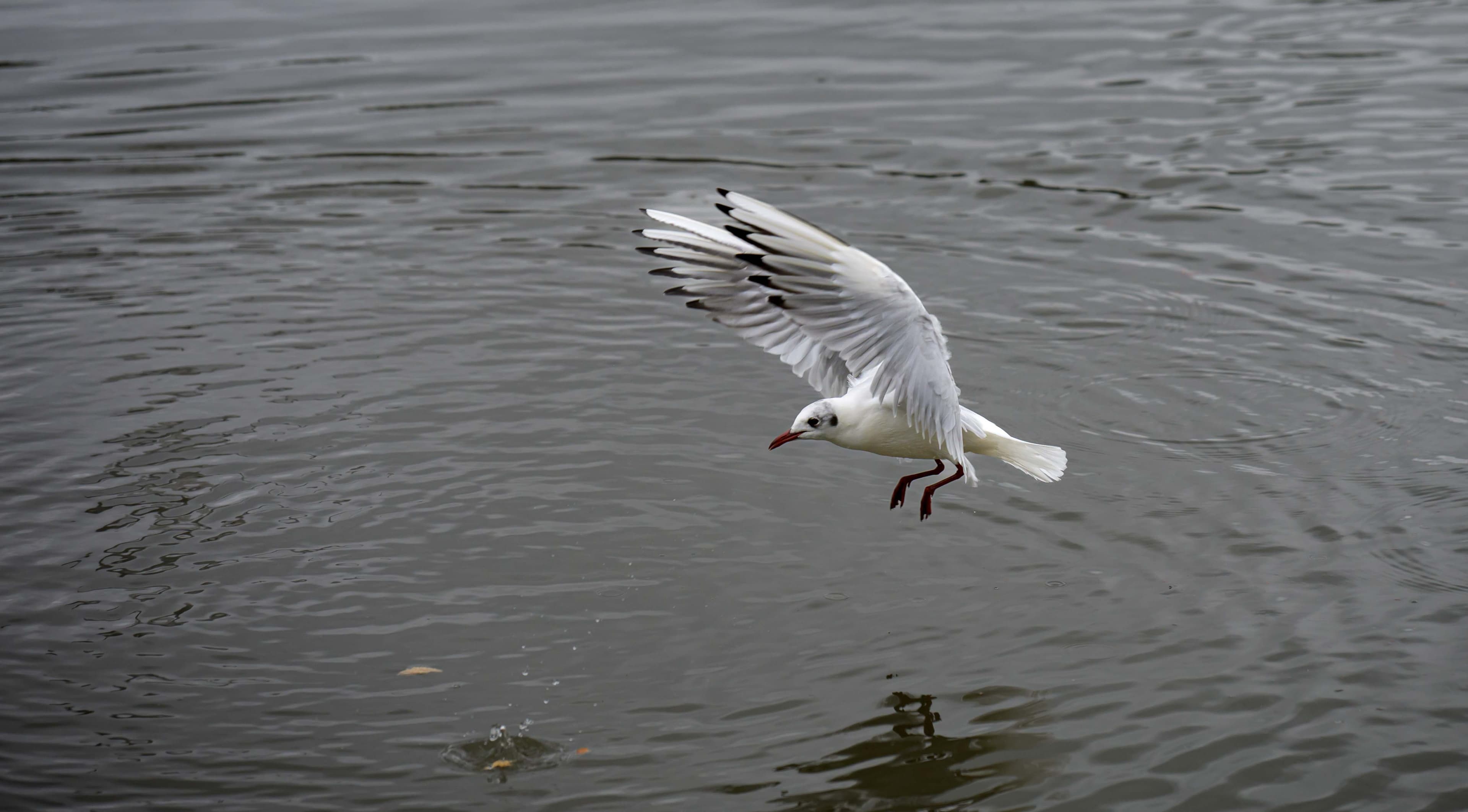 Wildlife photography