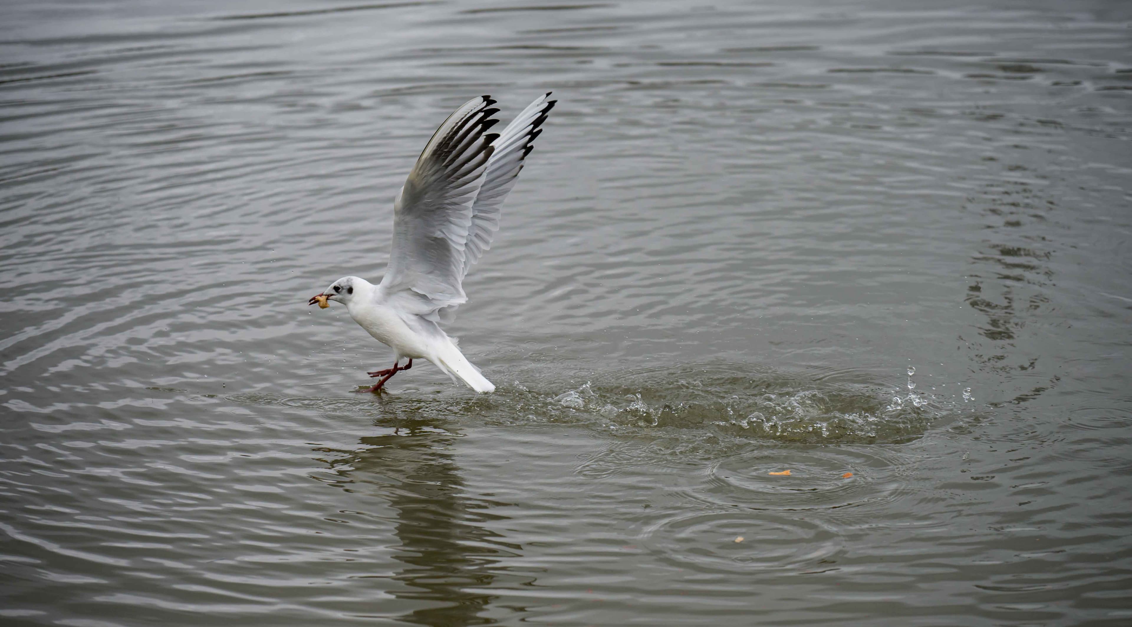 Wildlife photography