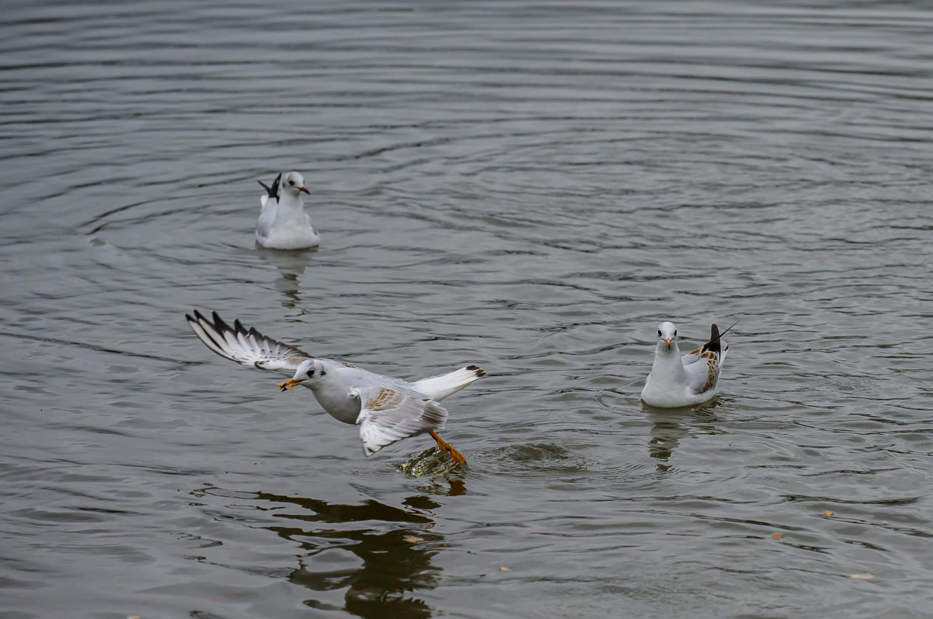 Wildlife photography