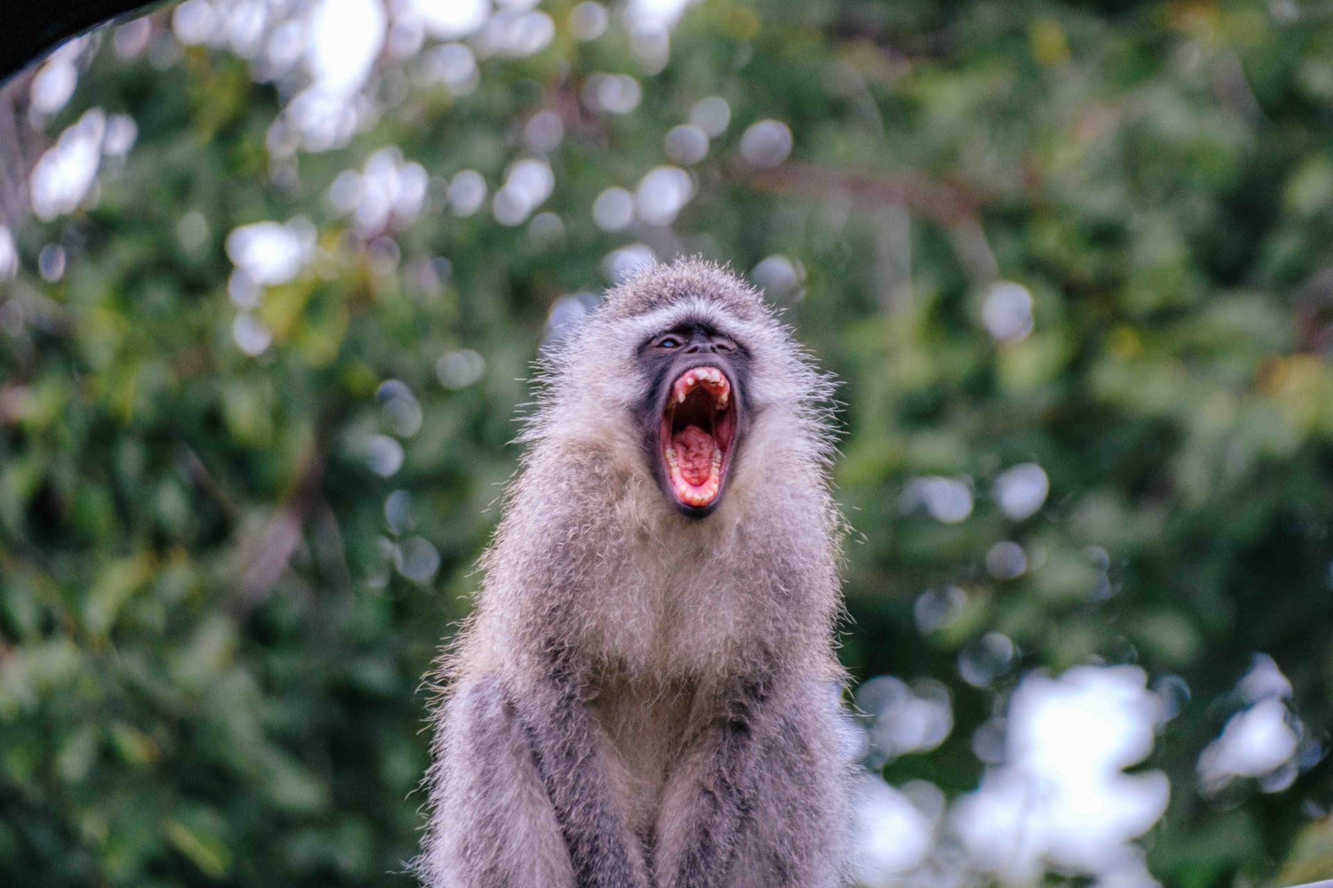 Wildlife photography